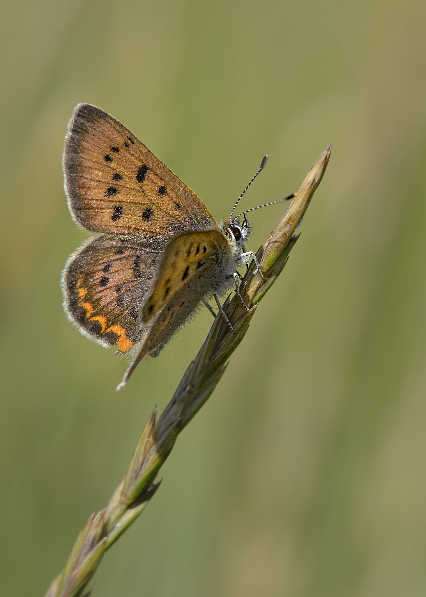 Nikon AF-S DX Micro-Nikkor 85mm F3.5G ED VR sample photo. Purplish copper buterfly photography