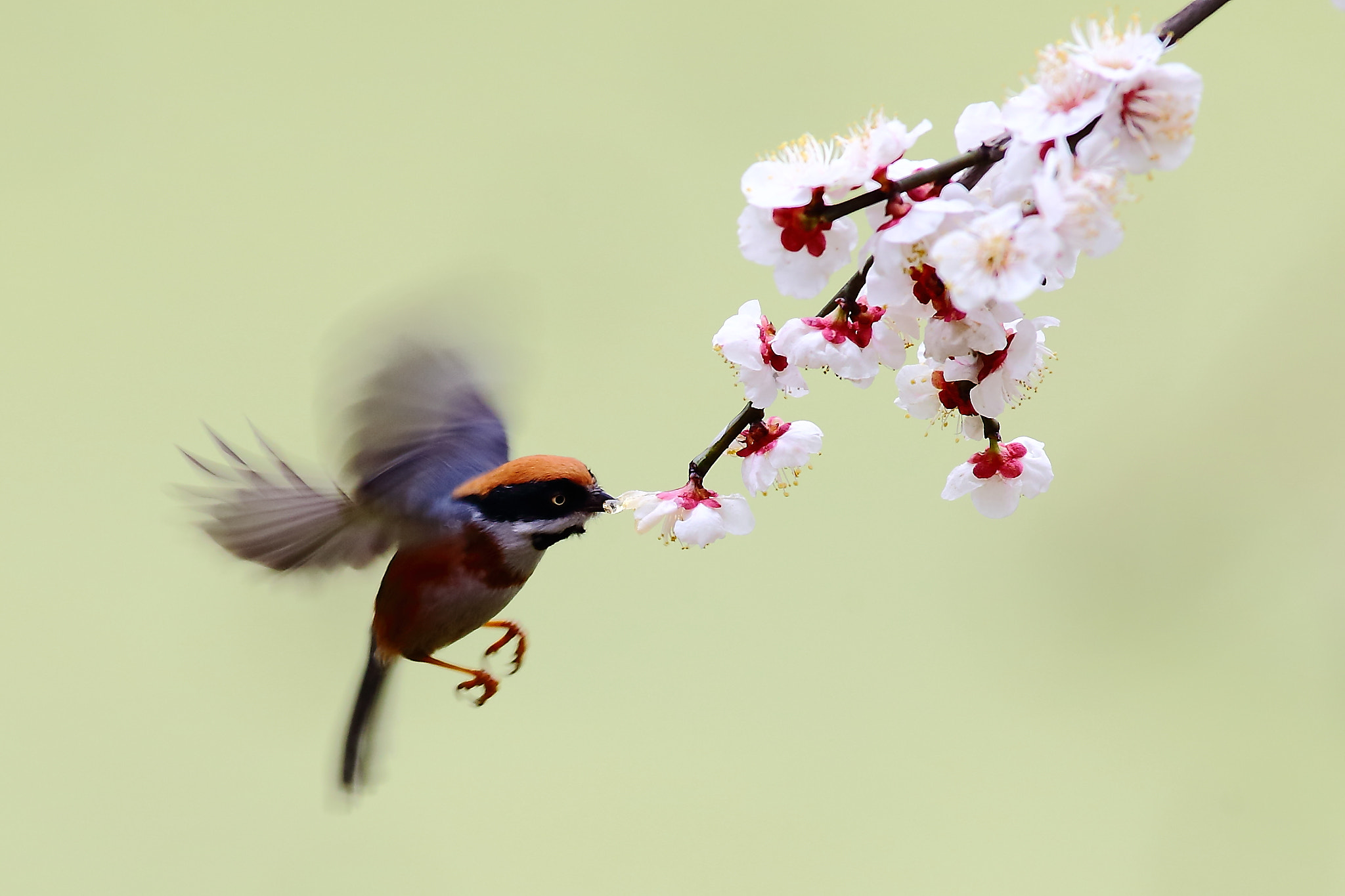 Canon EOS-1D X + Canon EF 300mm f/2.8L sample photo. 鸟 photography