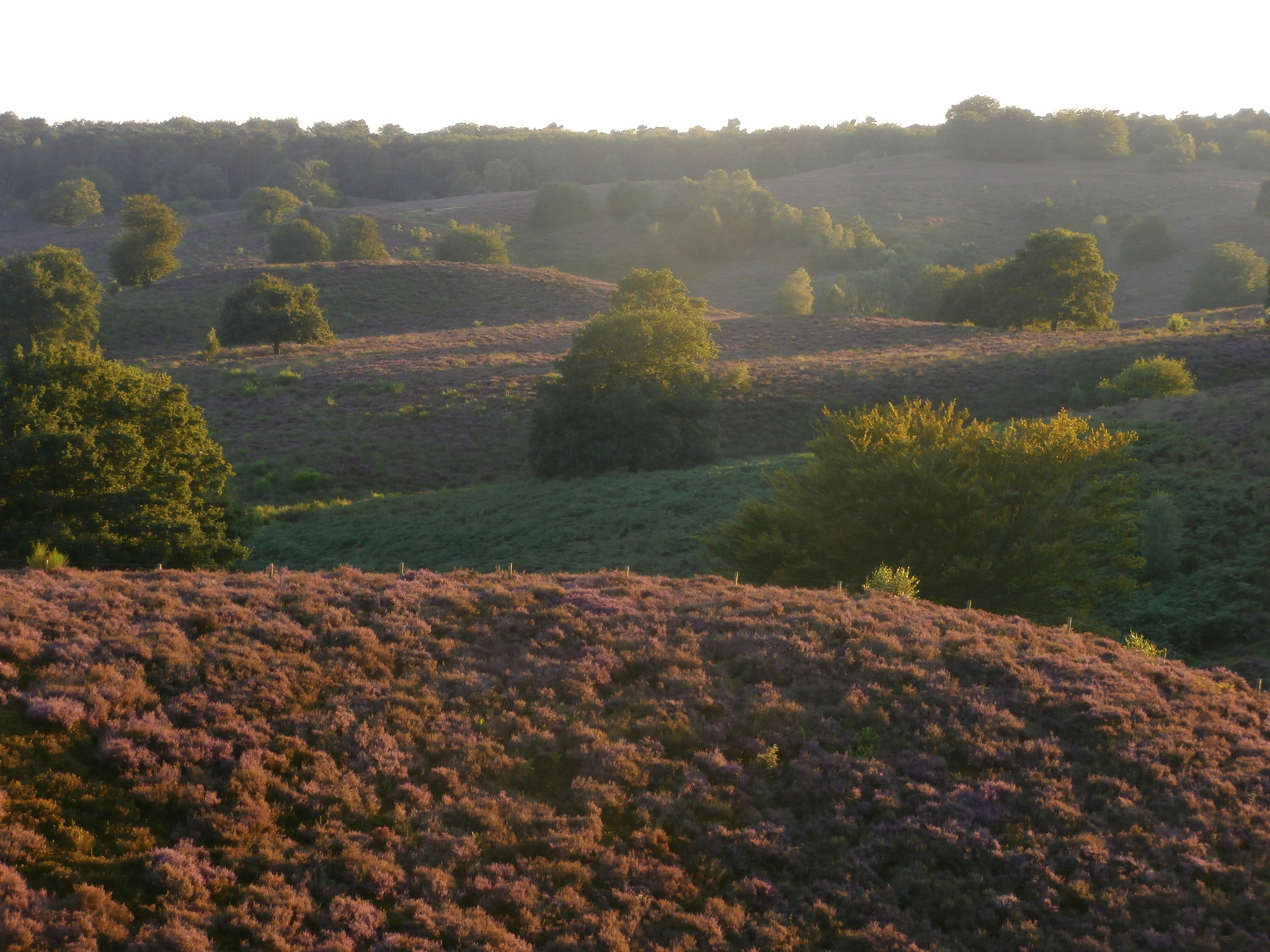 Olympus VR340,D750 sample photo. Heather by sunset. photography