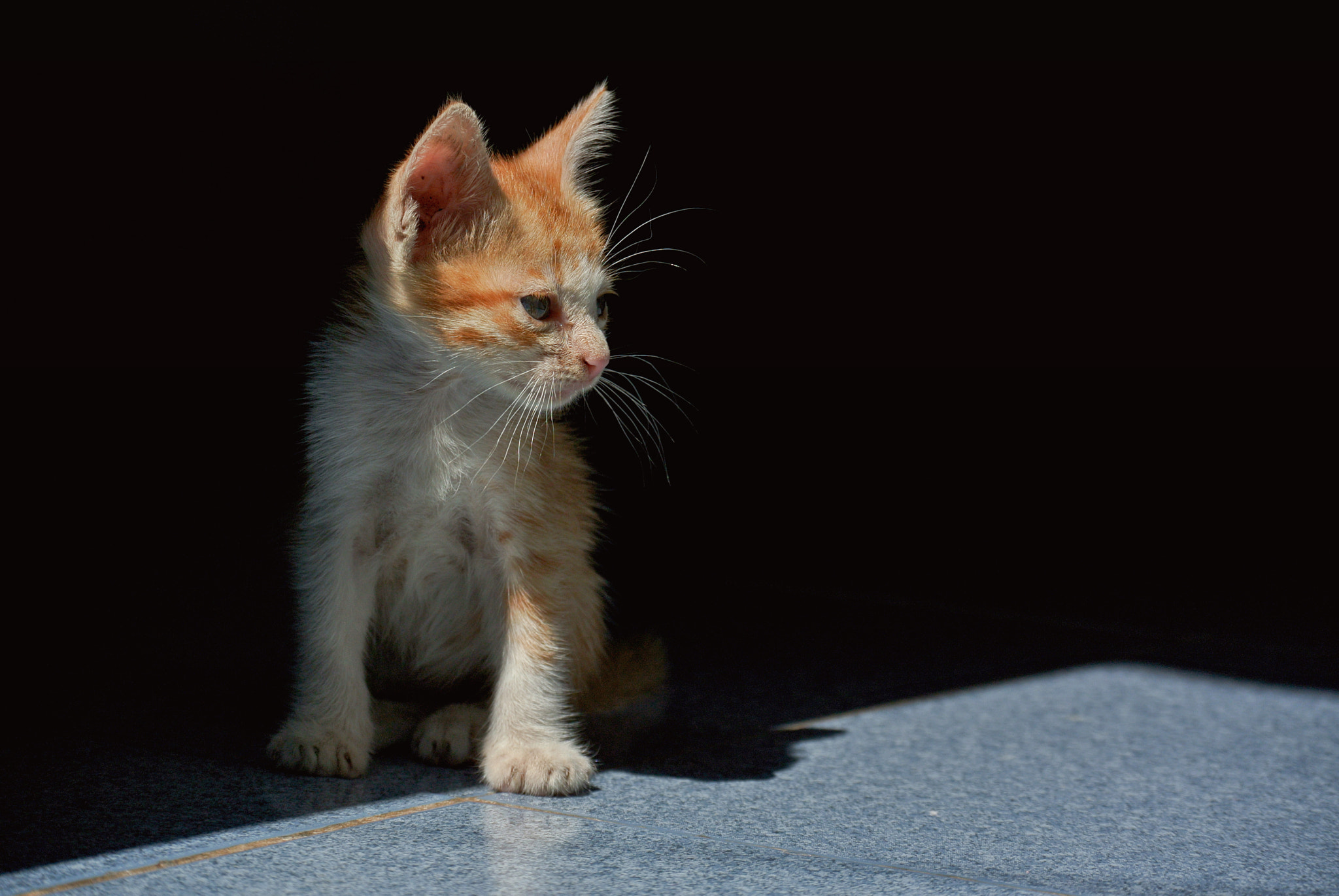 Nikon 1 Nikkor VR 30-110mm F3.8-5.6 sample photo. My cat photography
