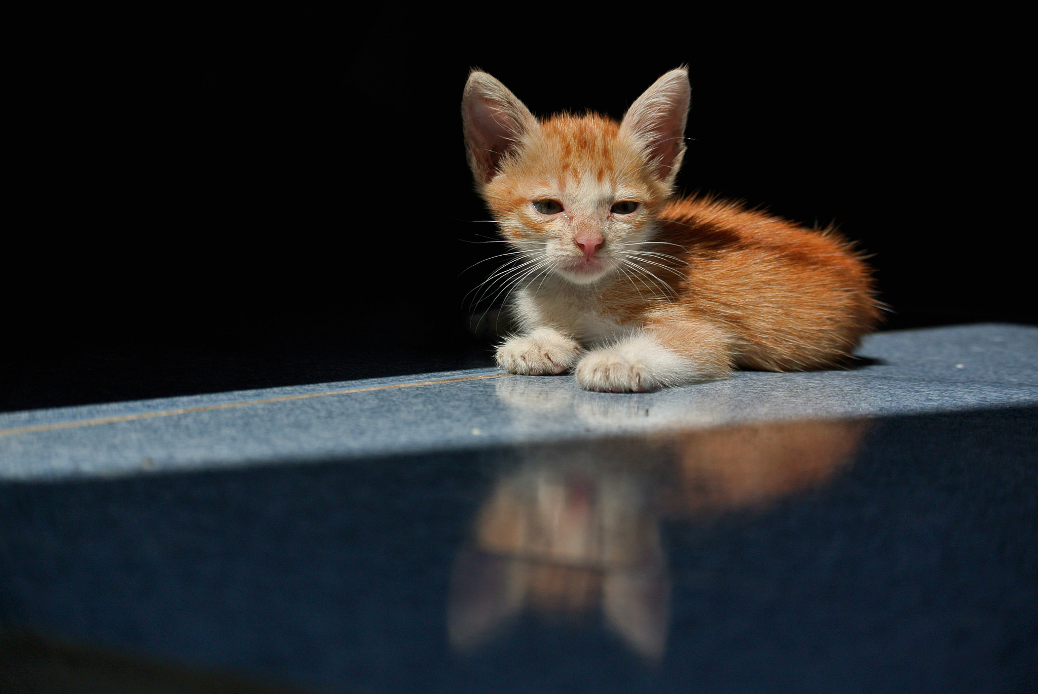Nikon 1 Nikkor VR 30-110mm F3.8-5.6 sample photo. My cat photography