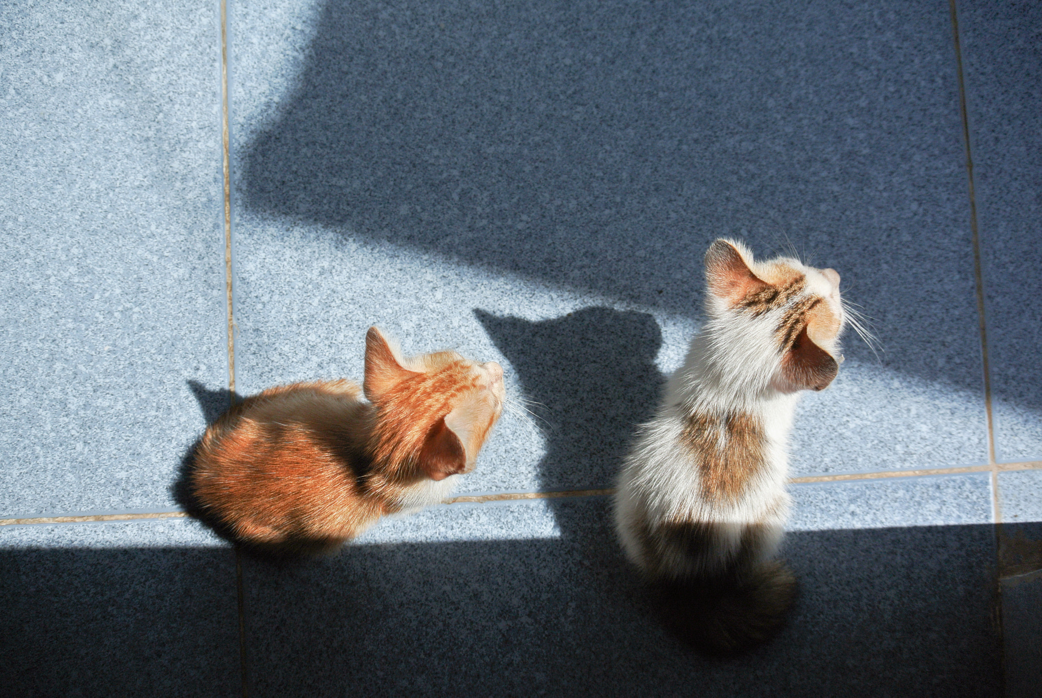 Nikon 1 Nikkor VR 30-110mm F3.8-5.6 sample photo. My cat photography