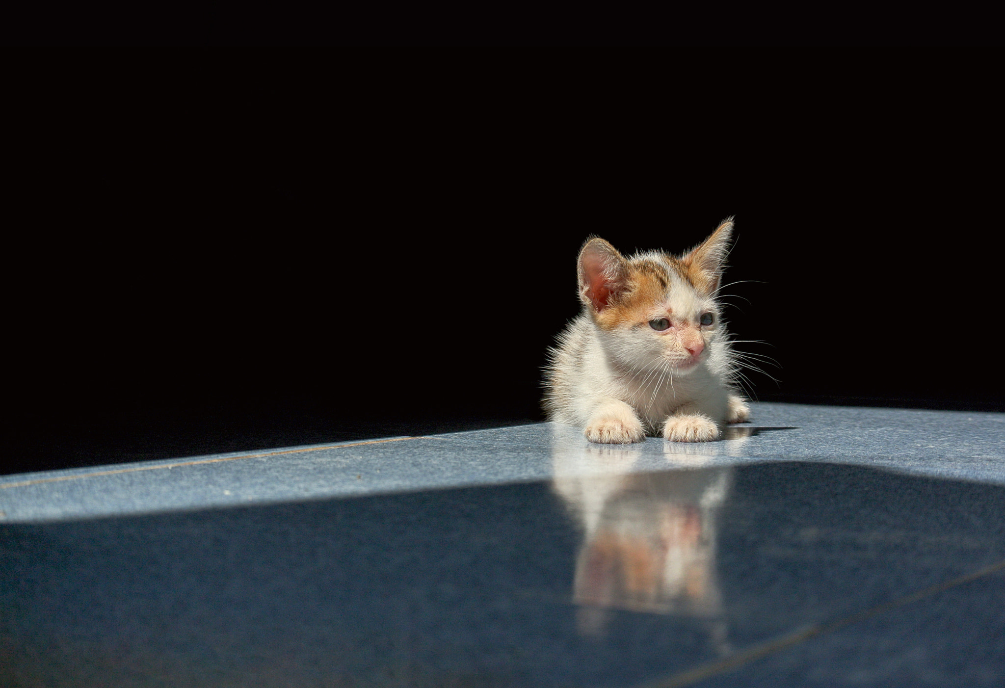 Nikon 1 Nikkor VR 30-110mm F3.8-5.6 sample photo. My cat photography