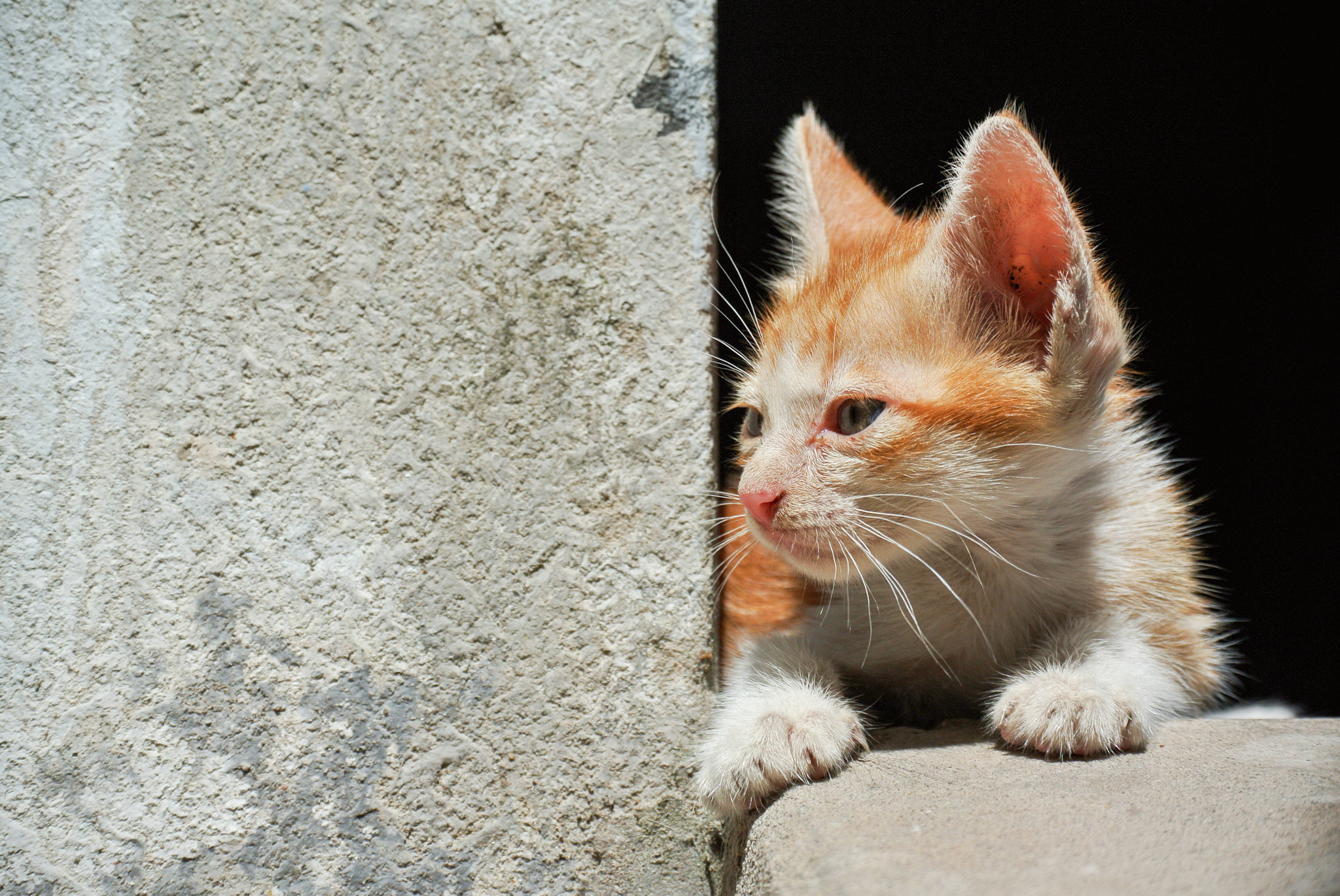 Nikon 1 J1 sample photo. My cat photography