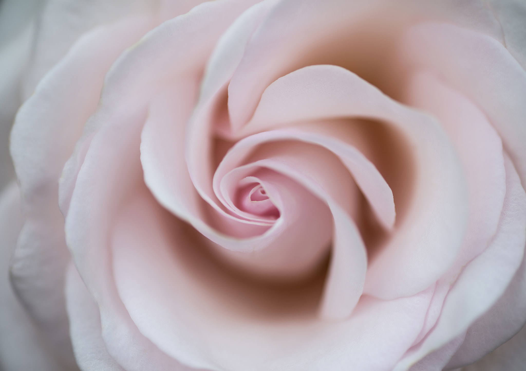 Nikon D800 + Sigma 105mm F2.8 EX DG Macro sample photo. Beautiful close up of pink rose flower with delicate pastel colo photography