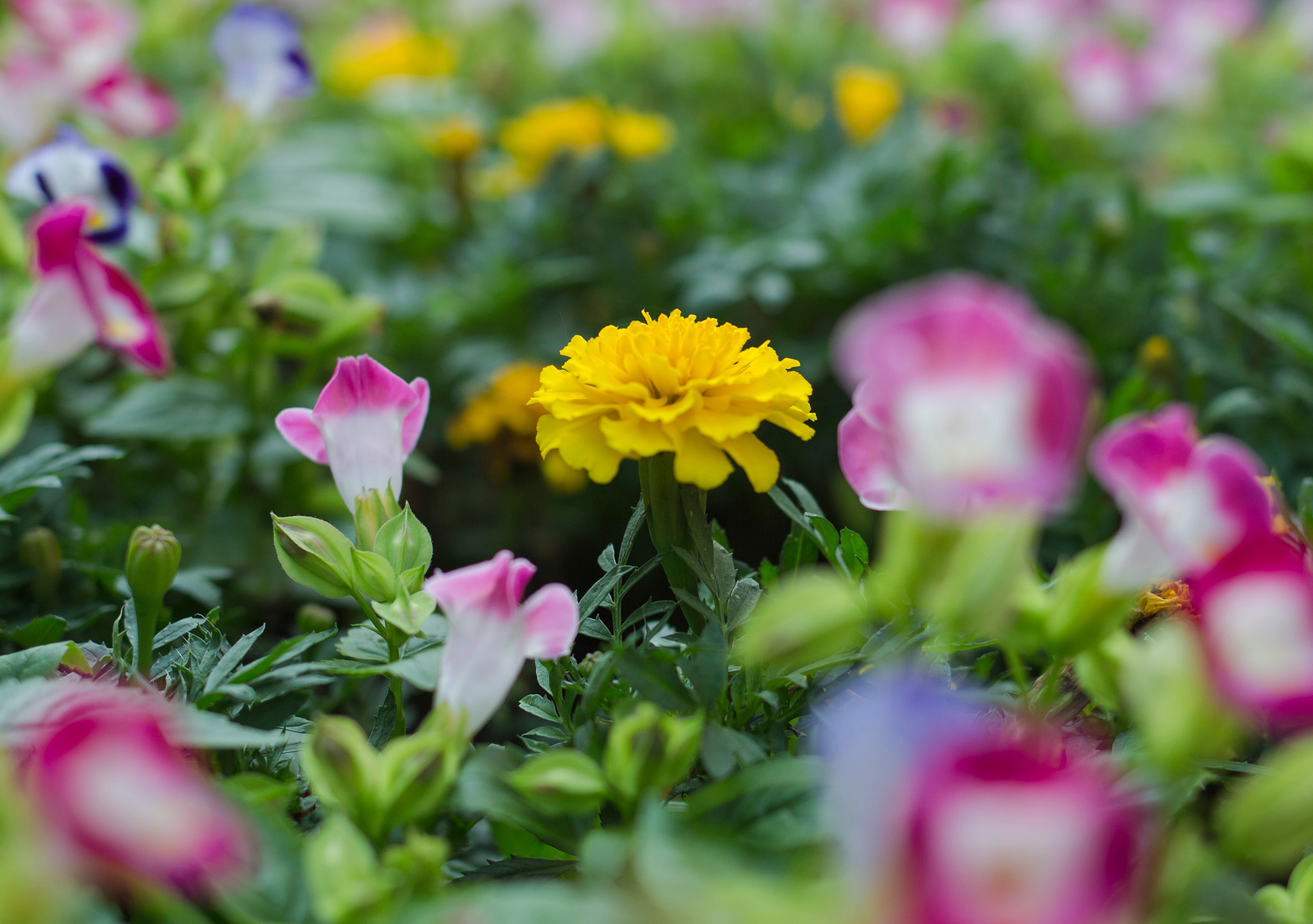 Canon EF 35mm F2 IS USM sample photo