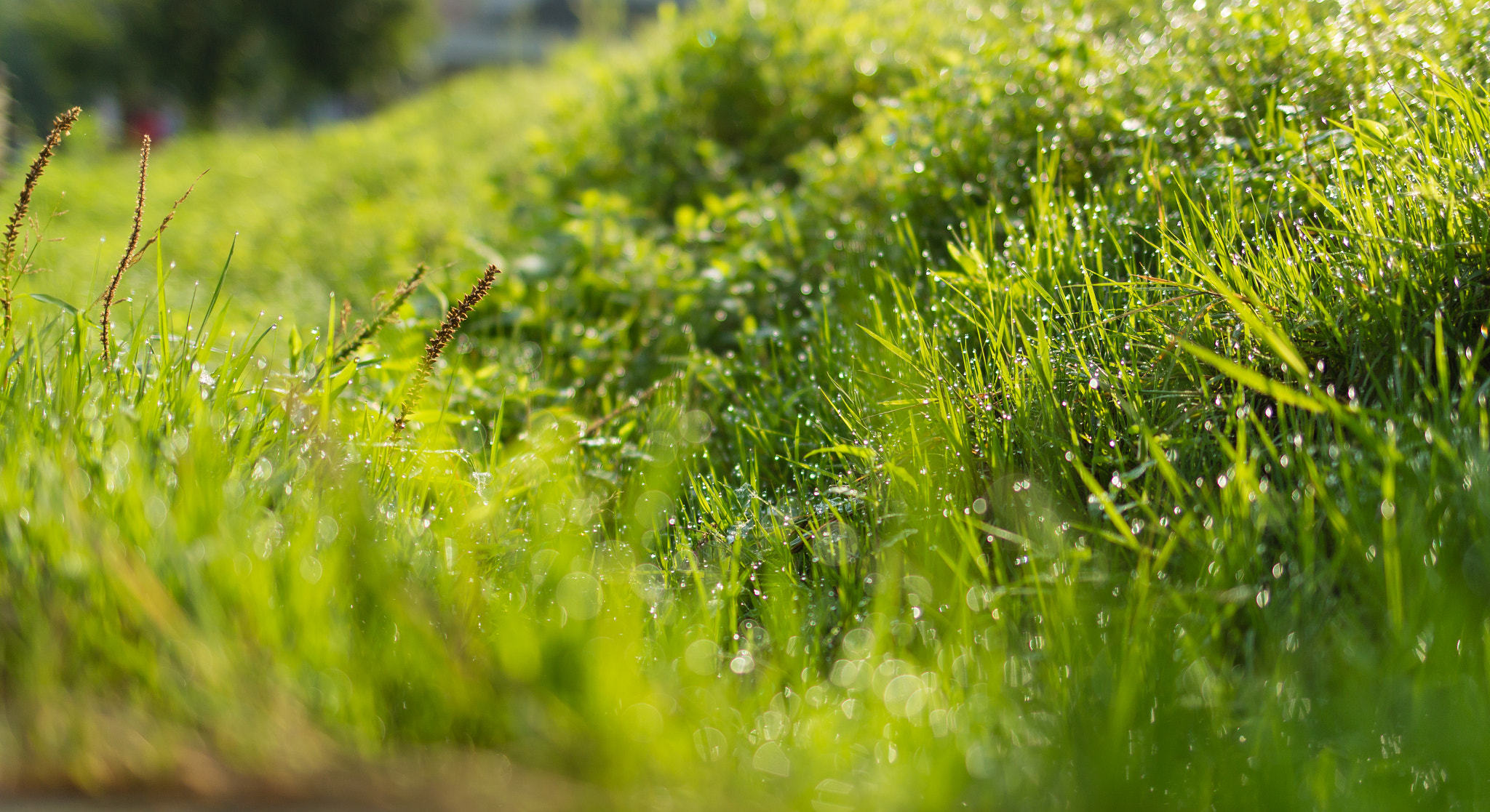 Canon EF 35mm F2 IS USM sample photo