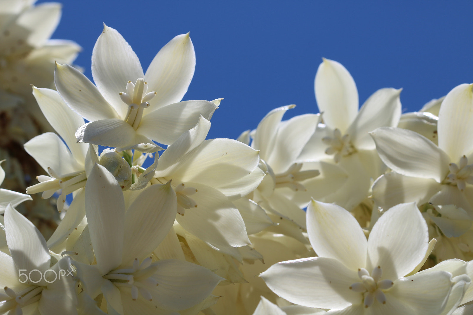 Canon EF 100mm F2.8 Macro USM sample photo. White 1461 photography