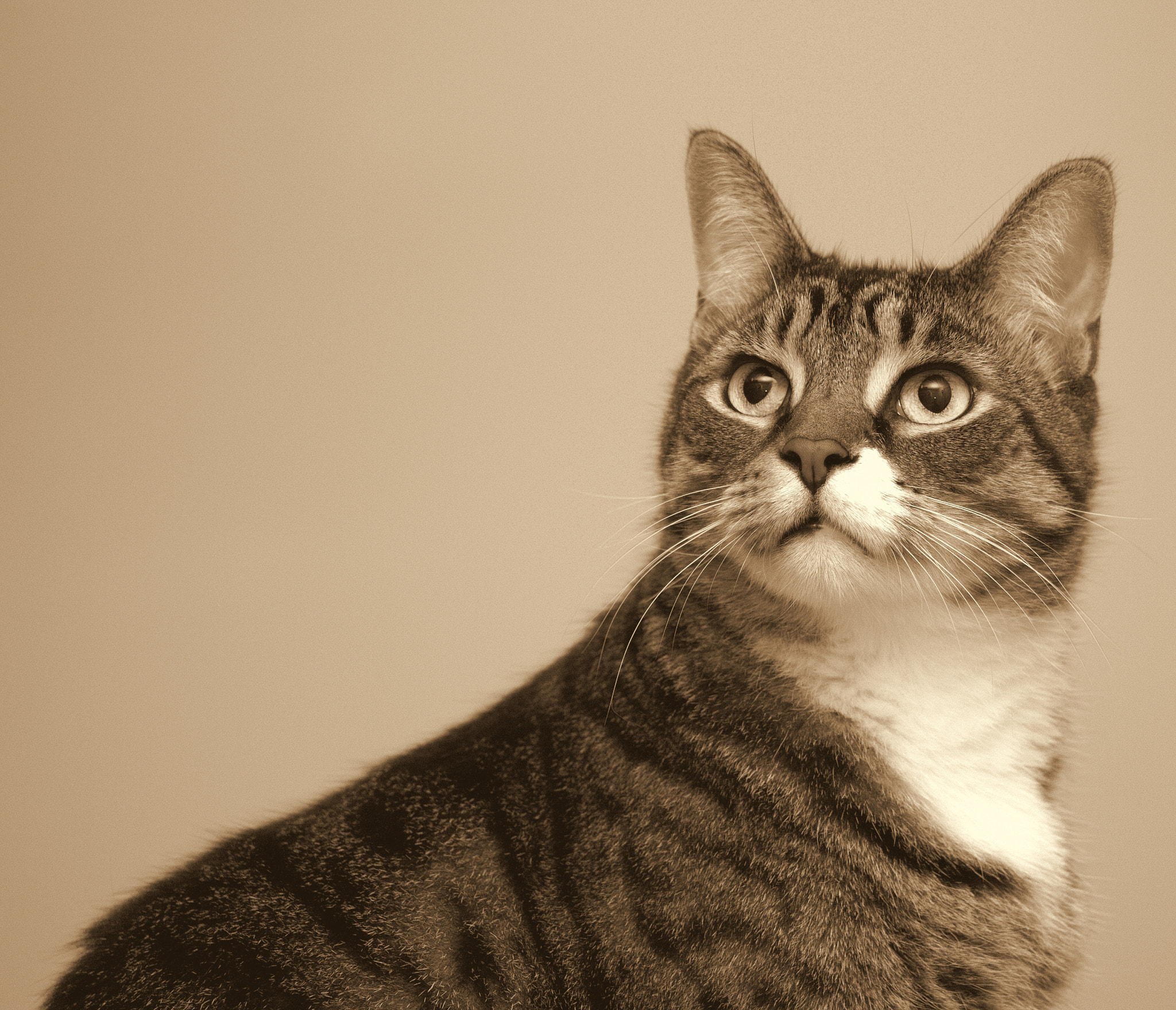 Canon EF 75-300mm f/4-5.6 USM sample photo. My whisker-faced poser photography