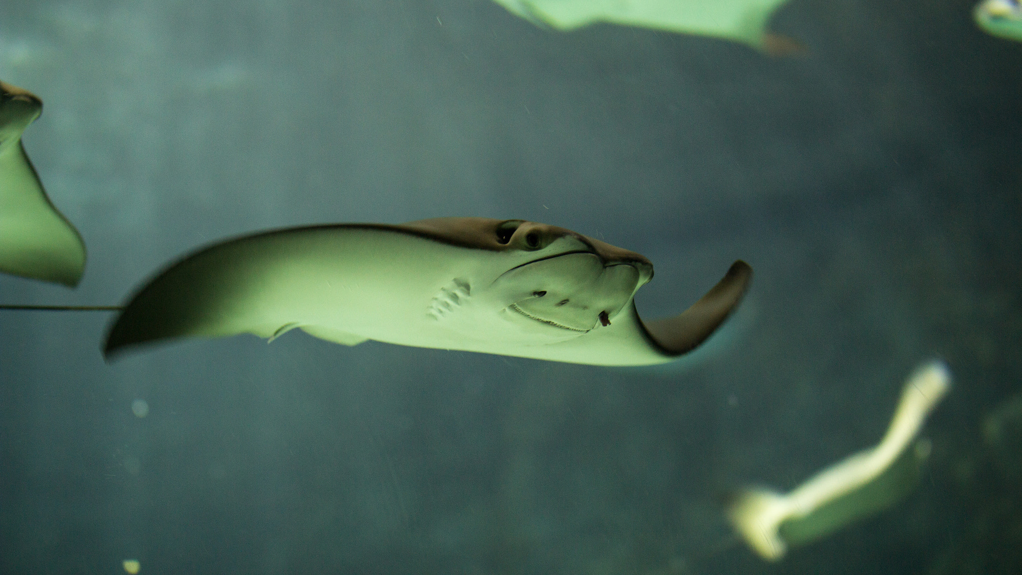 Canon EOS 600D (Rebel EOS T3i / EOS Kiss X5) + Sigma 50-100mm F1.8 DC HSM Art sample photo. Ripley aquarium photography