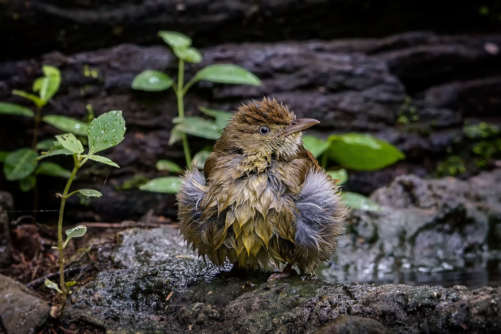 Sony ILCA-77M2 sample photo. Grey-eyed bulbul photography