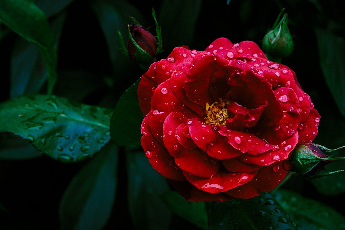 Canon EF-S 17-85mm F4-5.6 IS USM sample photo. Слезы лета/tears summer photography