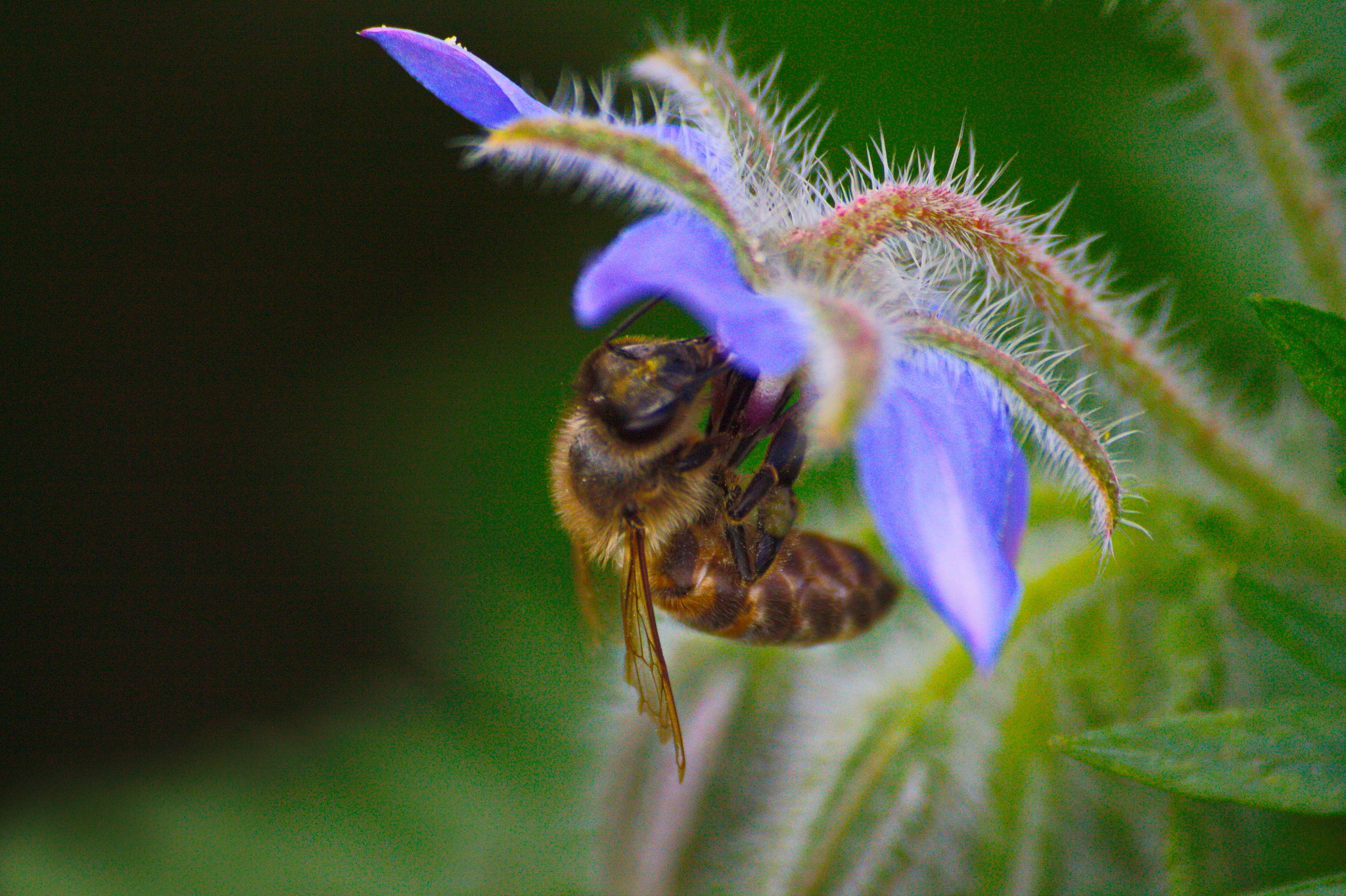Sigma 70-300mm F4-5.6 APO DG Macro sample photo. Summer photography