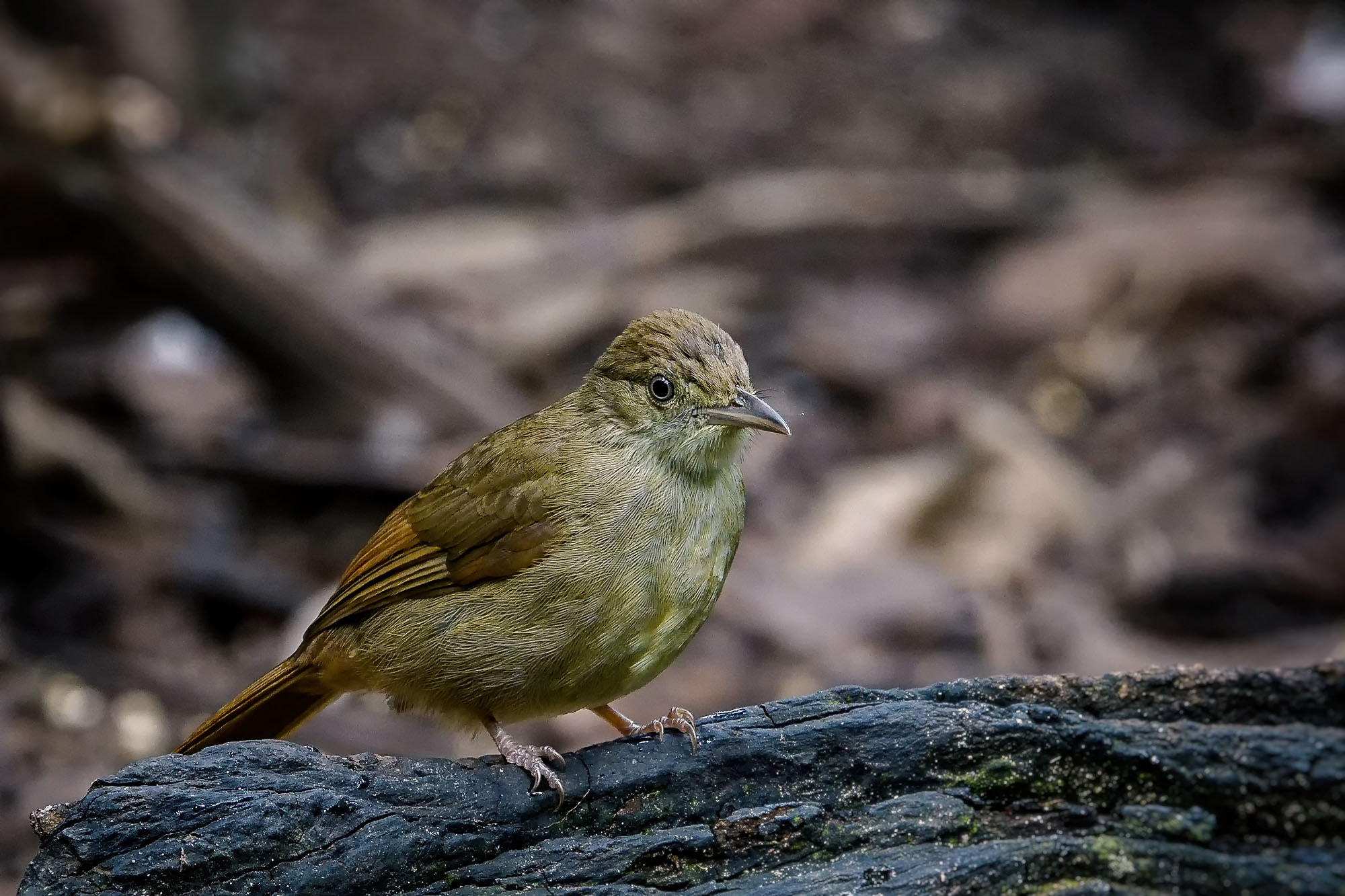 Sony ILCA-77M2 + Sony 70-400mm F4-5.6 G SSM II sample photo. Grey-eyed bulbul photography