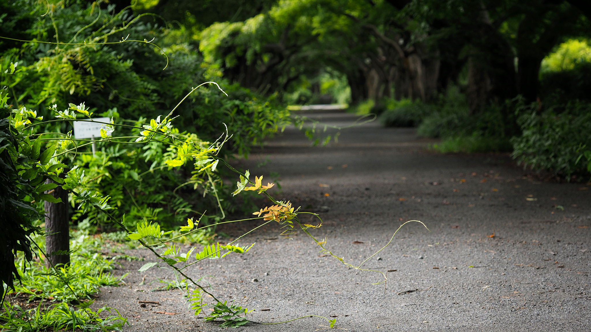 Olympus PEN E-PL7 sample photo. Silent incursion photography
