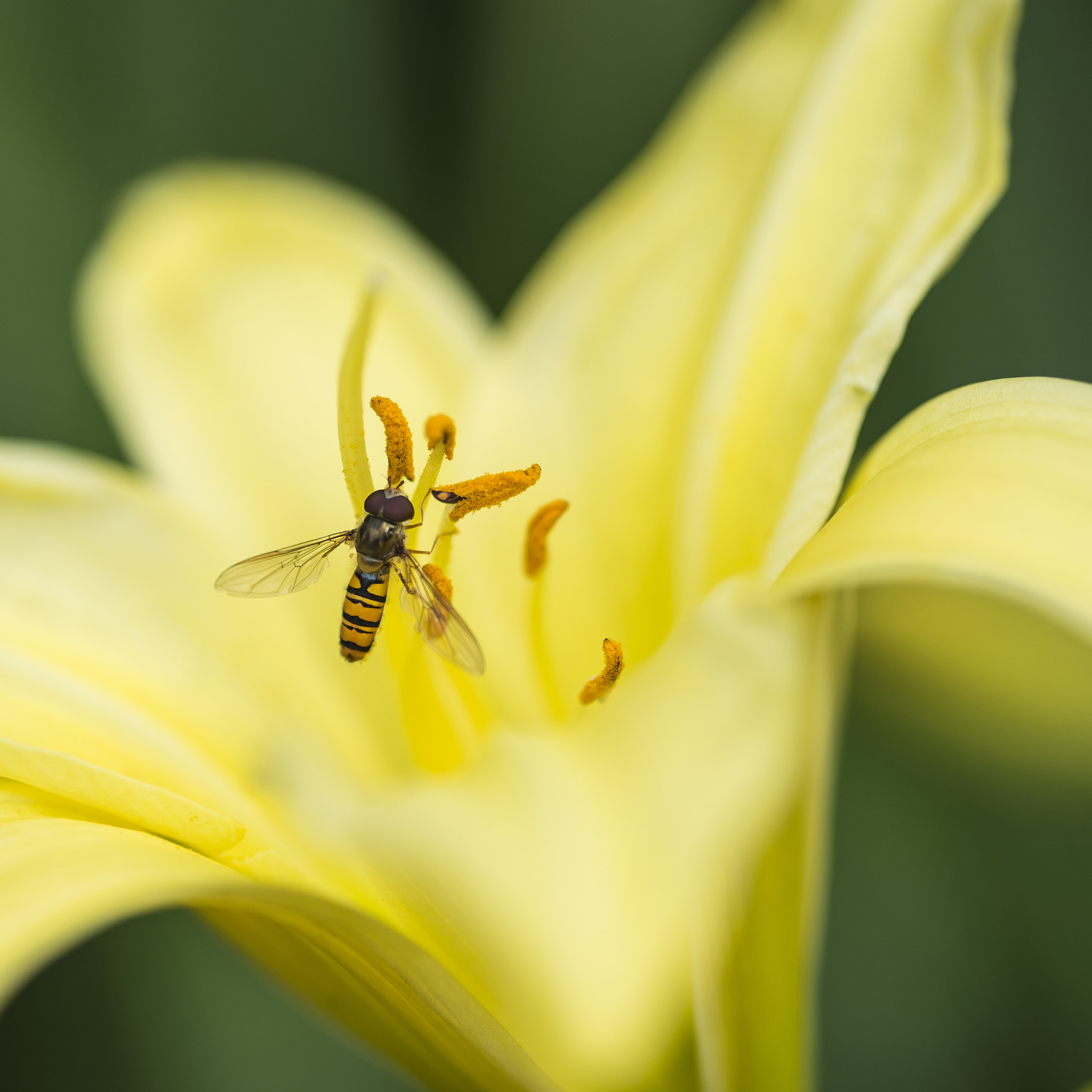 Nikon D800 + Sigma 105mm F2.8 EX DG Macro sample photo. Stunning macro close up of common wasp insect on trumpet lily fl photography