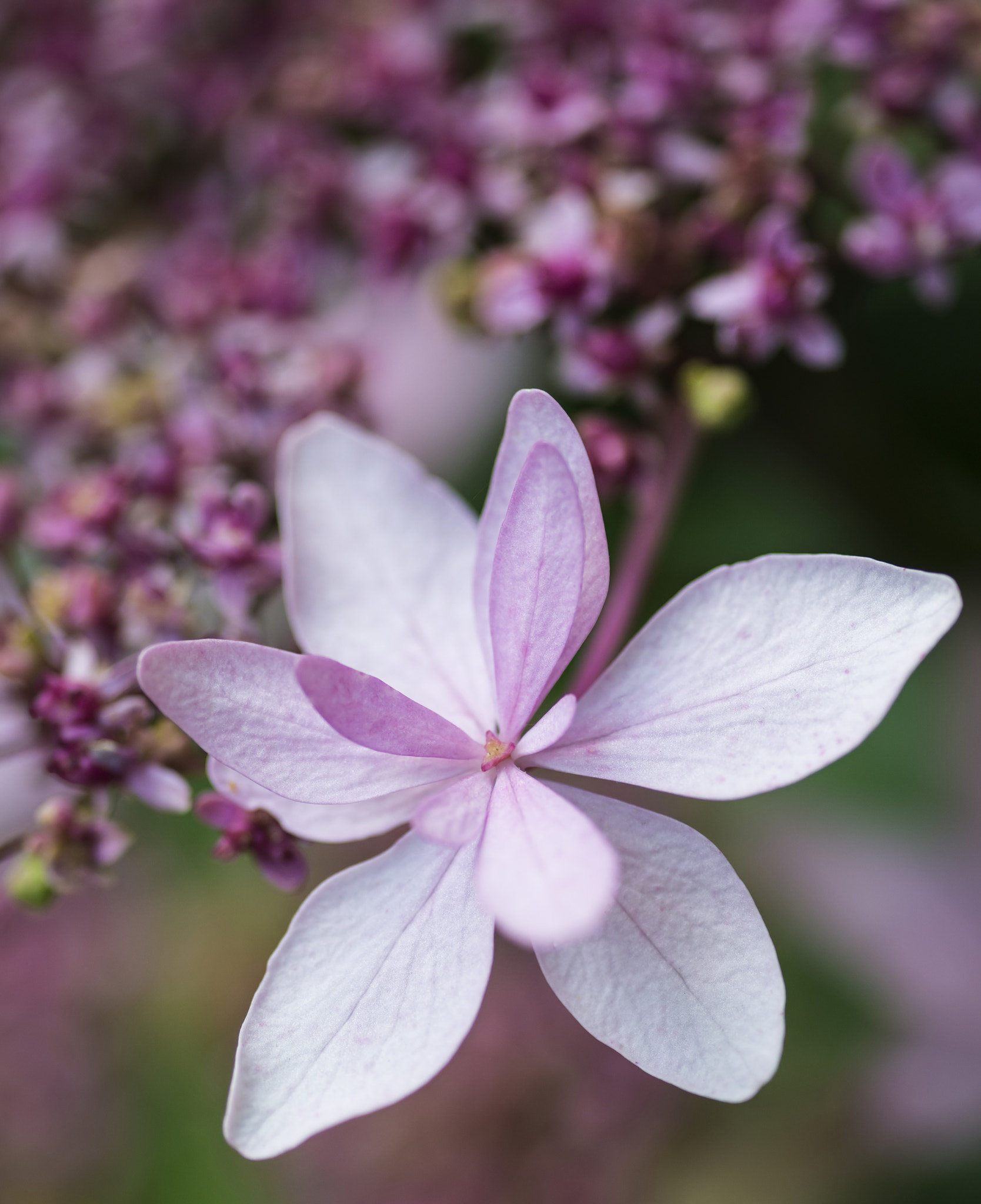 Nikon D800 + Sigma 105mm F2.8 EX DG Macro sample photo. Beautiful vibrant soft pink summer flower close up photography