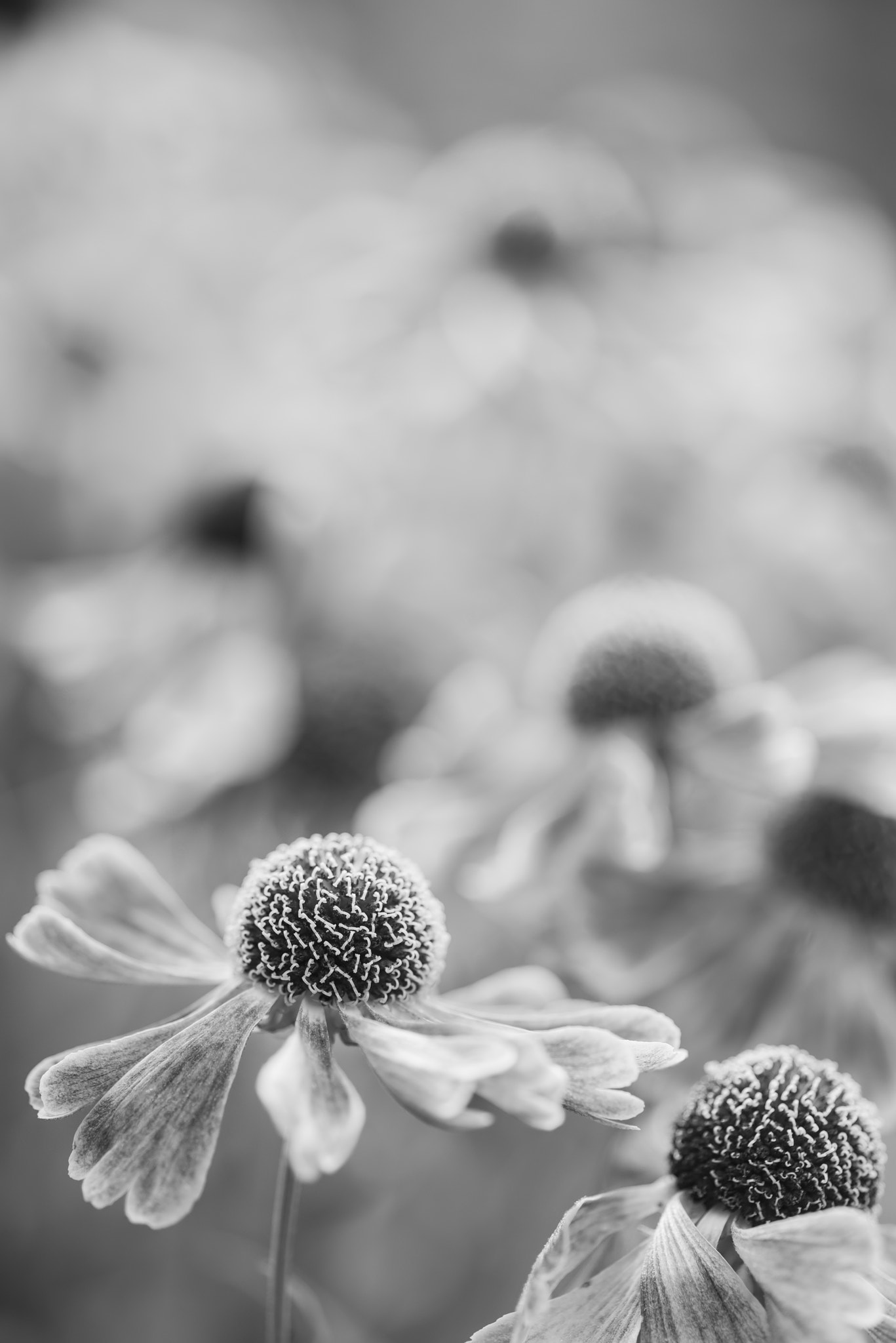 Nikon D800 + Sigma 105mm F2.8 EX DG Macro sample photo. Stunning macro close up of black eyed susan flower with shallow photography