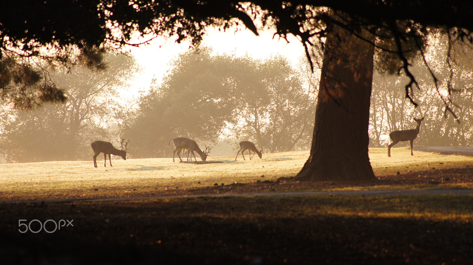 Sony DT 55-200mm F4-5.6 SAM sample photo. Deer and roe deer photography