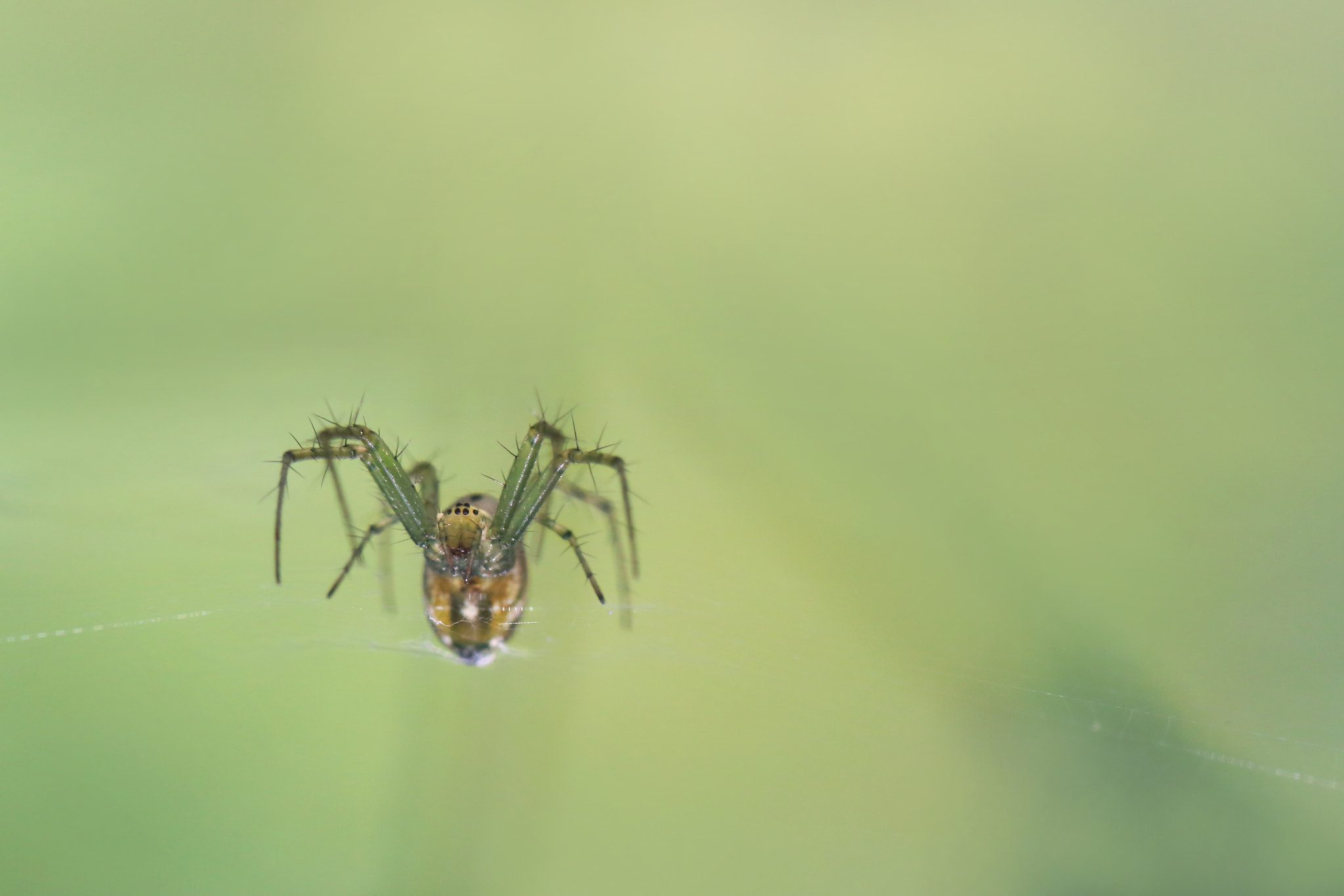 Canon EOS 6D + Tamron SP 90mm F2.8 Di VC USD 1:1 Macro sample photo. Awaiting spider photography