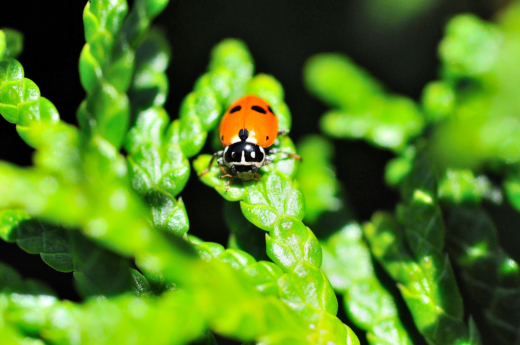 Sigma 105mm F2.8 EX DG Macro sample photo. Ladybug photography
