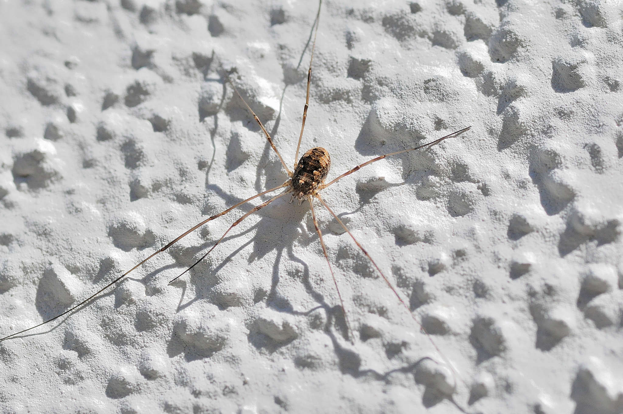 Sigma 105mm F2.8 EX DG Macro sample photo. Long legs spider photography