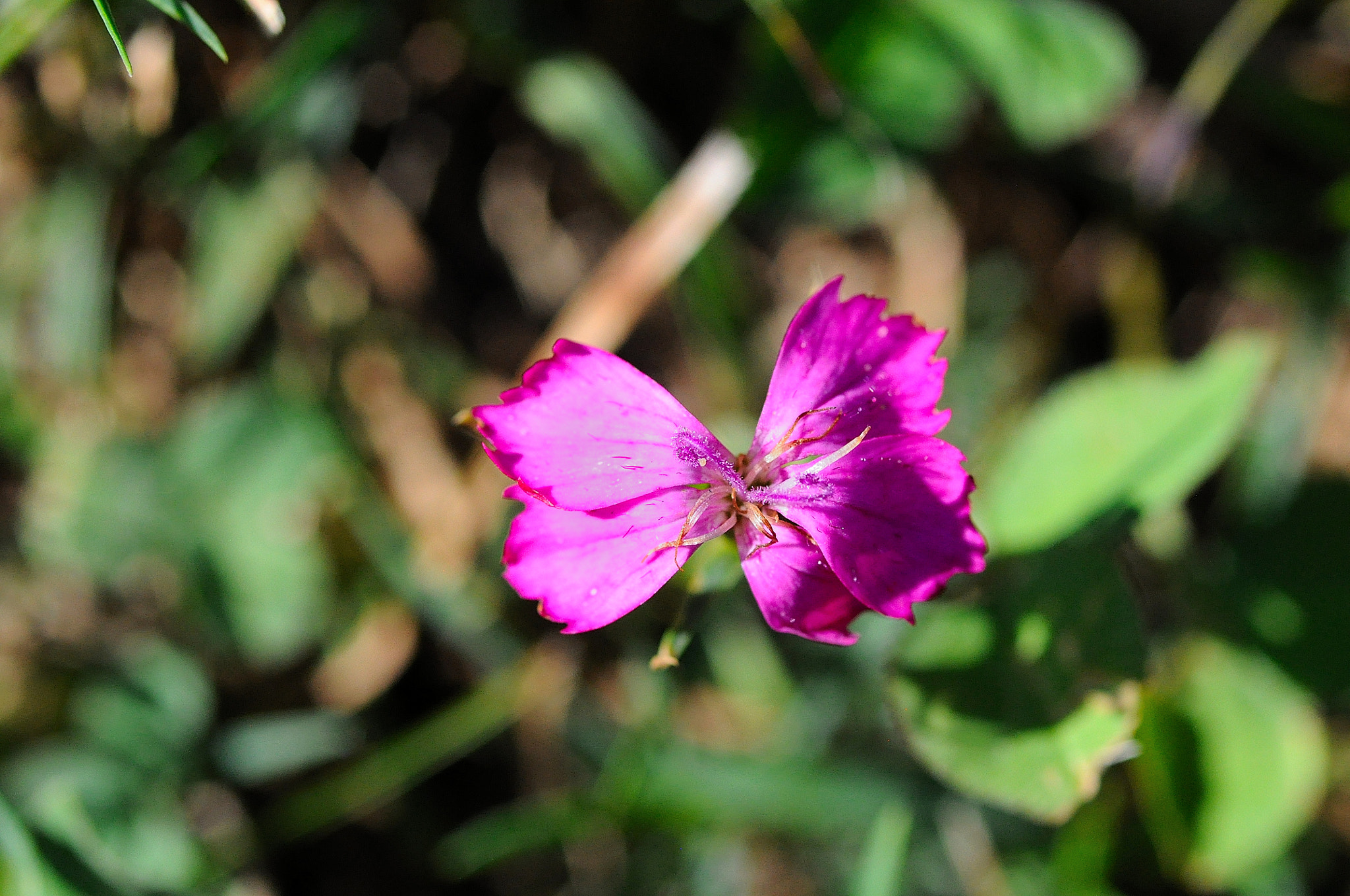 Sigma 105mm F2.8 EX DG Macro sample photo. Pink flower photography