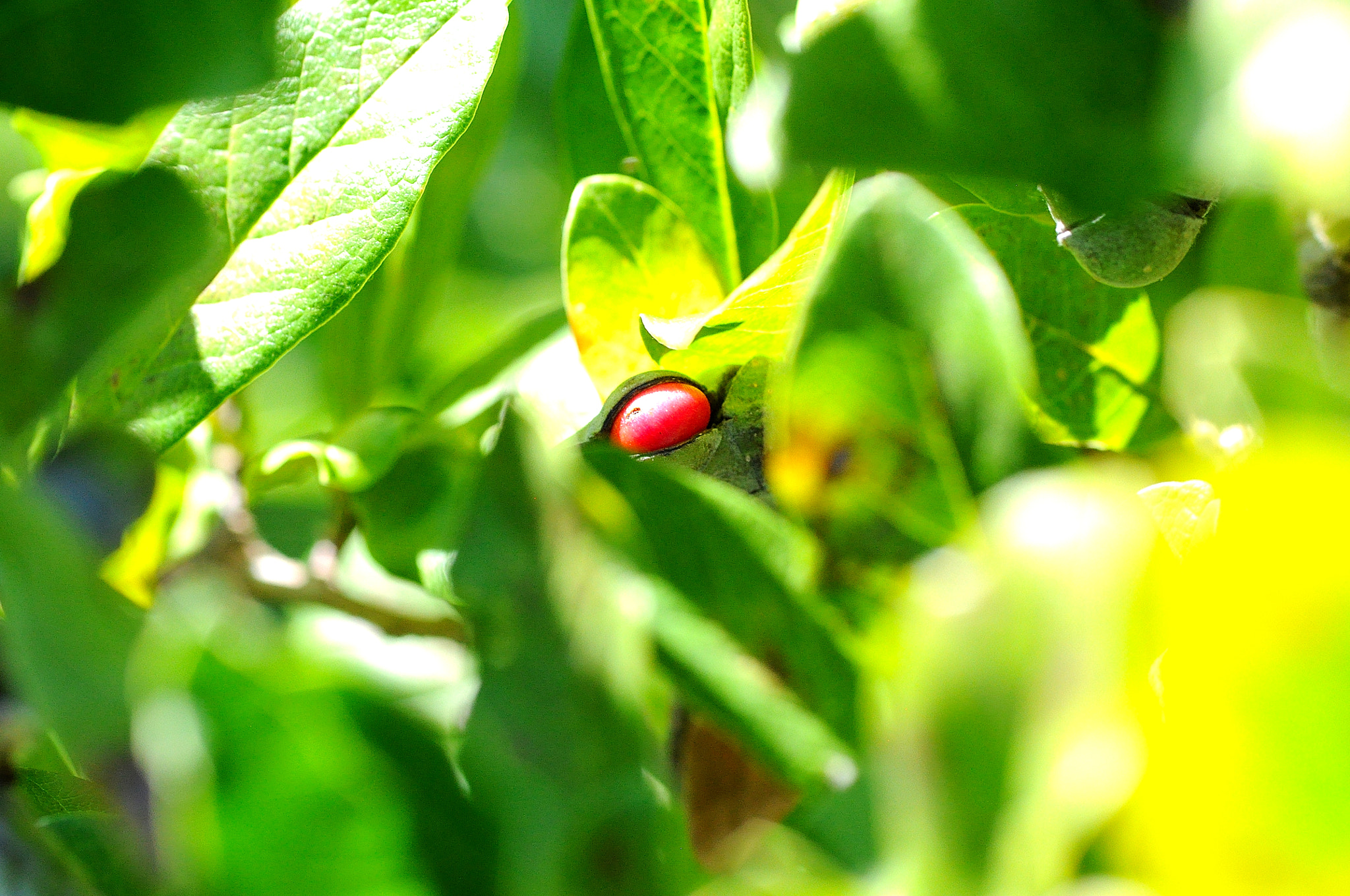 Sigma 105mm F2.8 EX DG Macro sample photo. Red seed photography