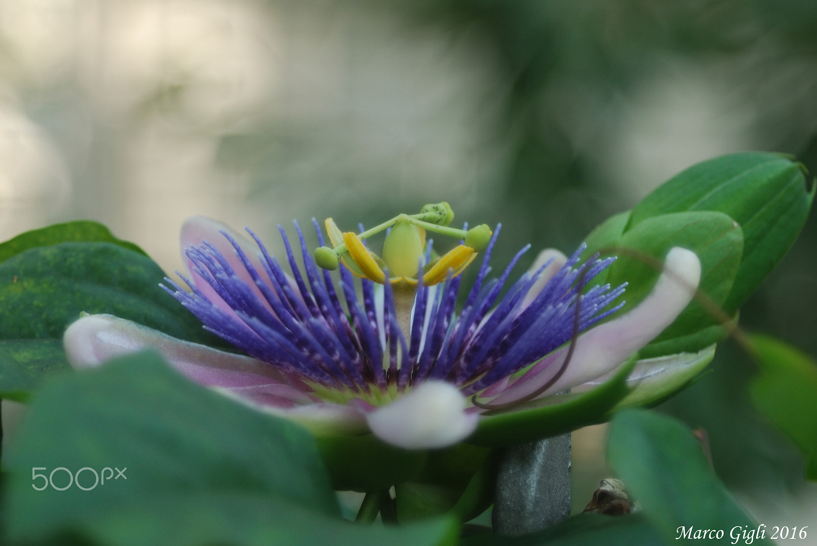 AF Zoom-Nikkor 28-100mm f/3.5-5.6G sample photo. Fiore photography