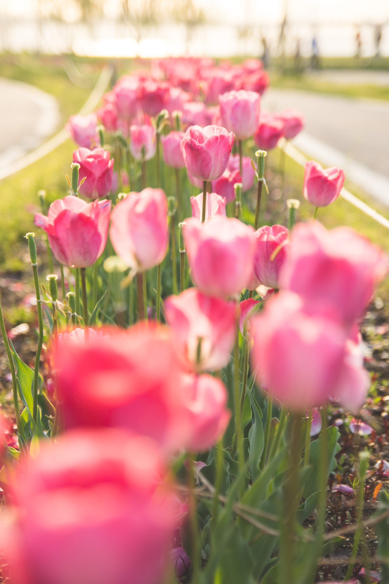 Pentax K-3 II sample photo. Pink tulips photography
