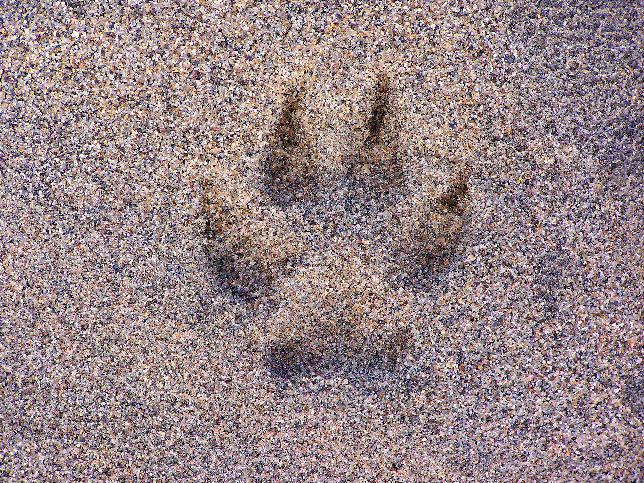 Kodak DX7590 ZOOM DIGITAL CAMERA sample photo. Paw print photography