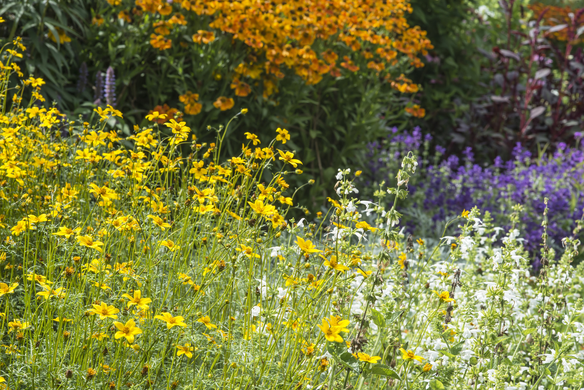 Nikon D800 + Sigma 105mm F2.8 EX DG Macro sample photo. Beautiful summer landscape image of vibrant wild flowers in mead photography