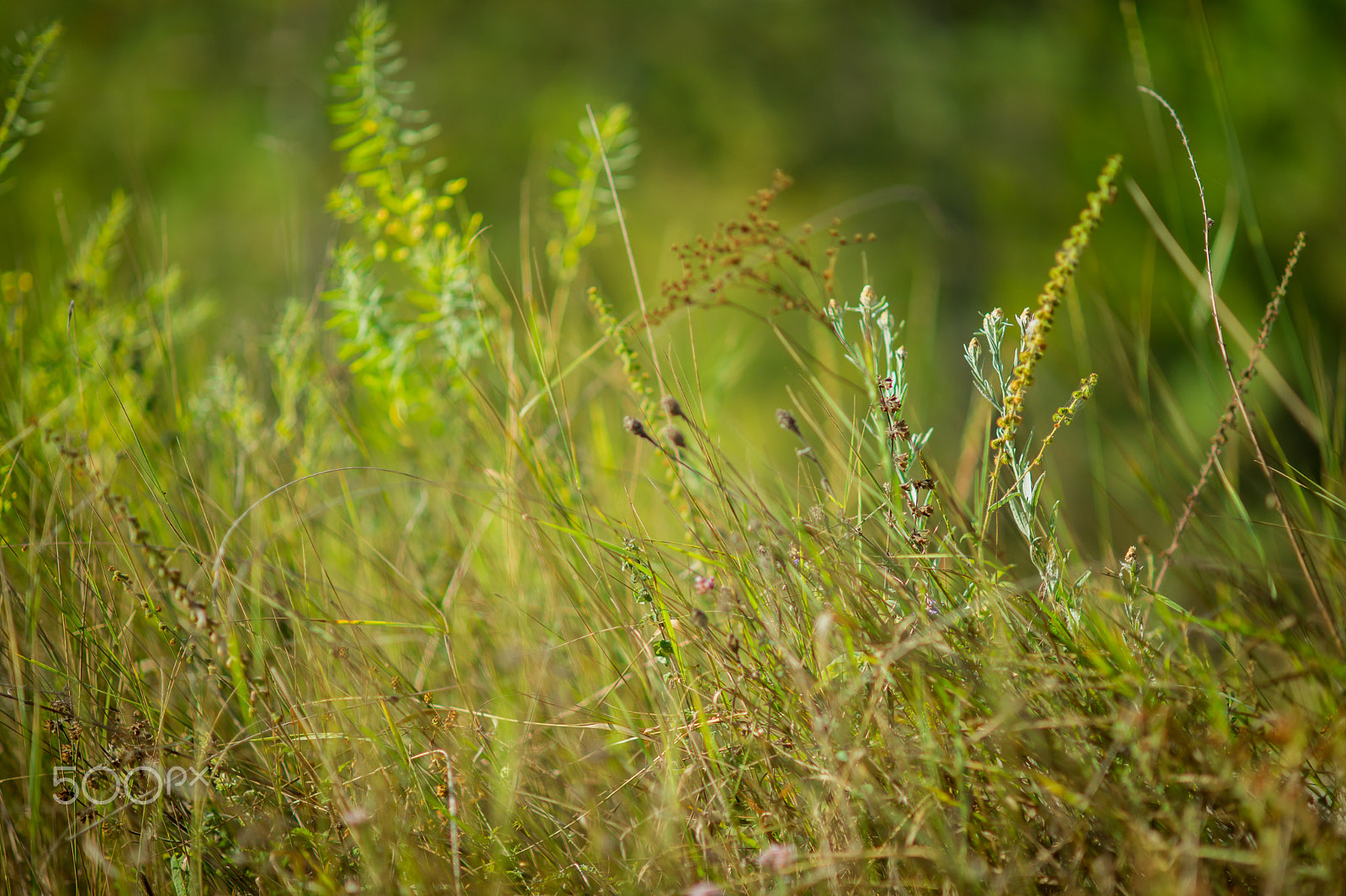 Sony Alpha DSLR-A850 sample photo. Beauty is always near you photography