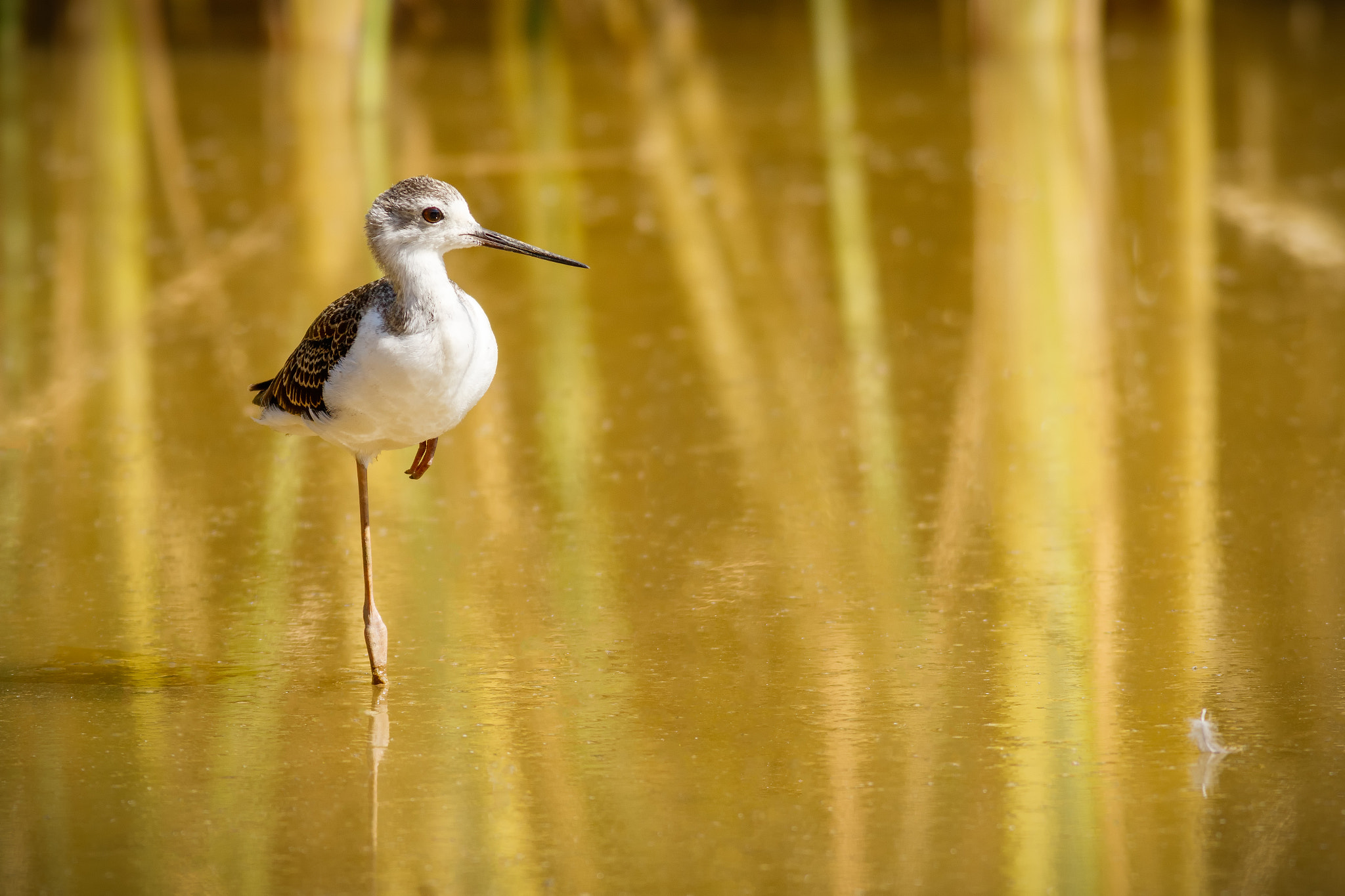 Canon EOS 7D Mark II + Canon EF 400mm F5.6L USM sample photo. Cigüeñuela común photography