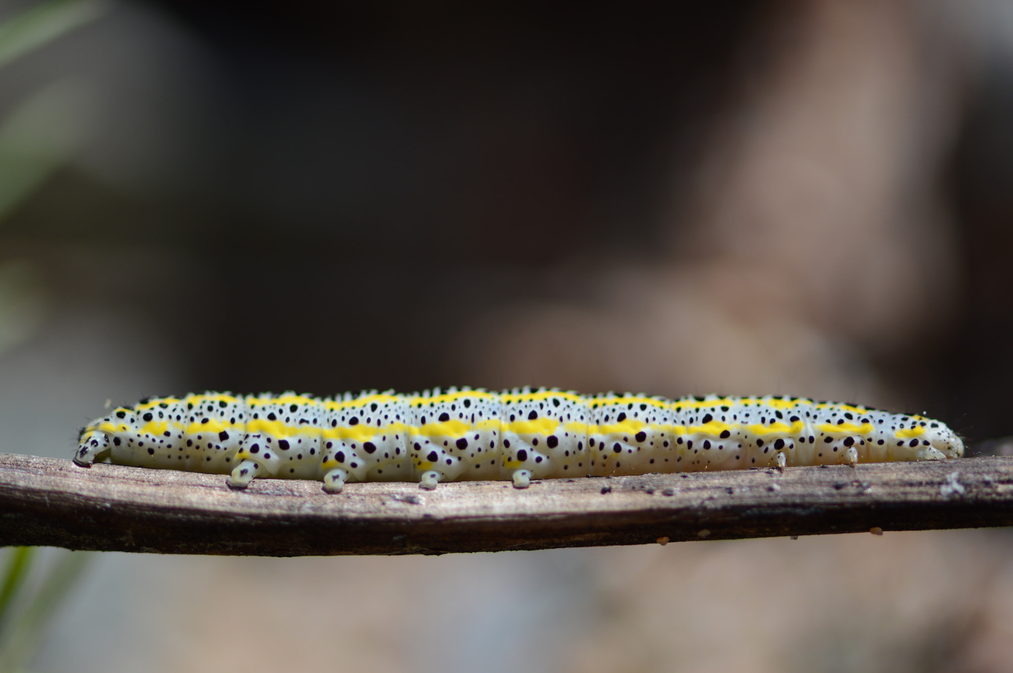 Nikon AF-S Micro-Nikkor 105mm F2.8G IF-ED VR sample photo. Ussike photography