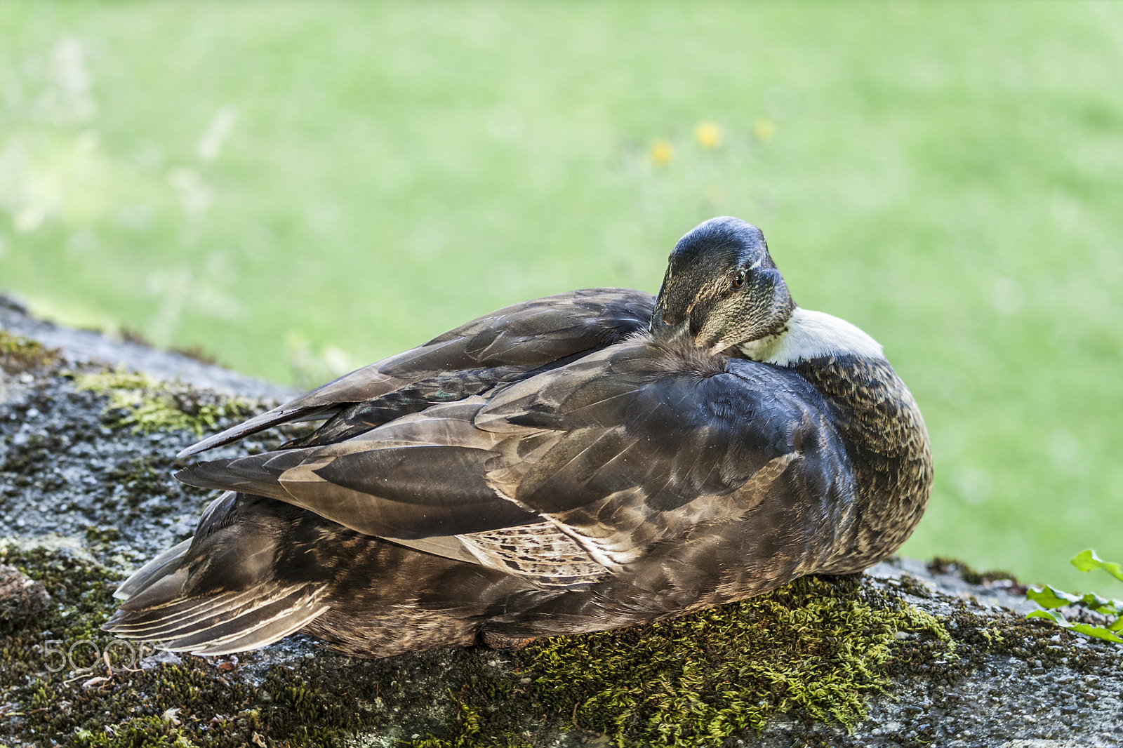 Canon EOS 500D (EOS Rebel T1i / EOS Kiss X3) sample photo. Duck in park photography