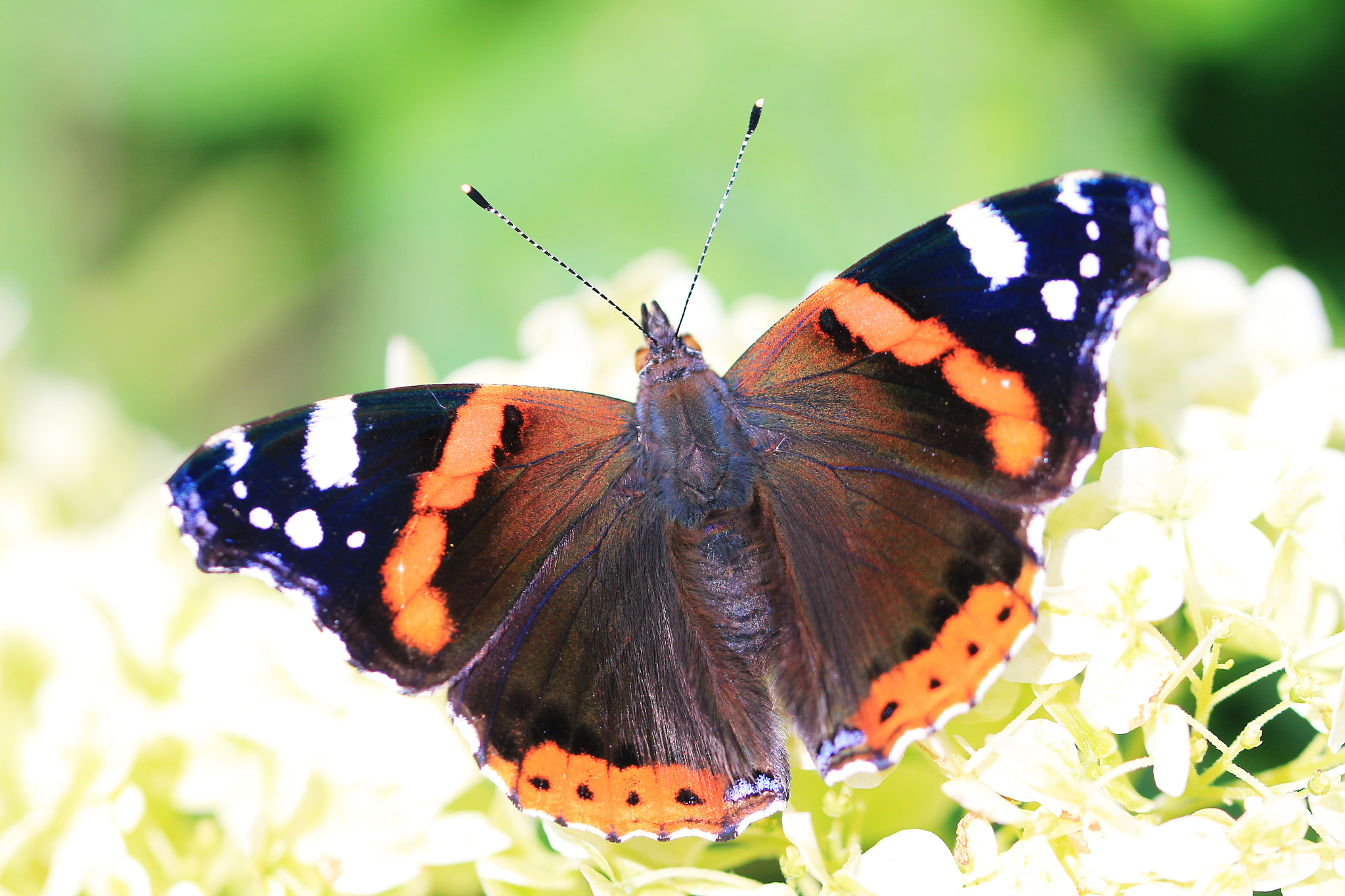 Canon EOS 700D (EOS Rebel T5i / EOS Kiss X7i) + Canon EF 100mm F2.8L Macro IS USM sample photo. Butterfly photography