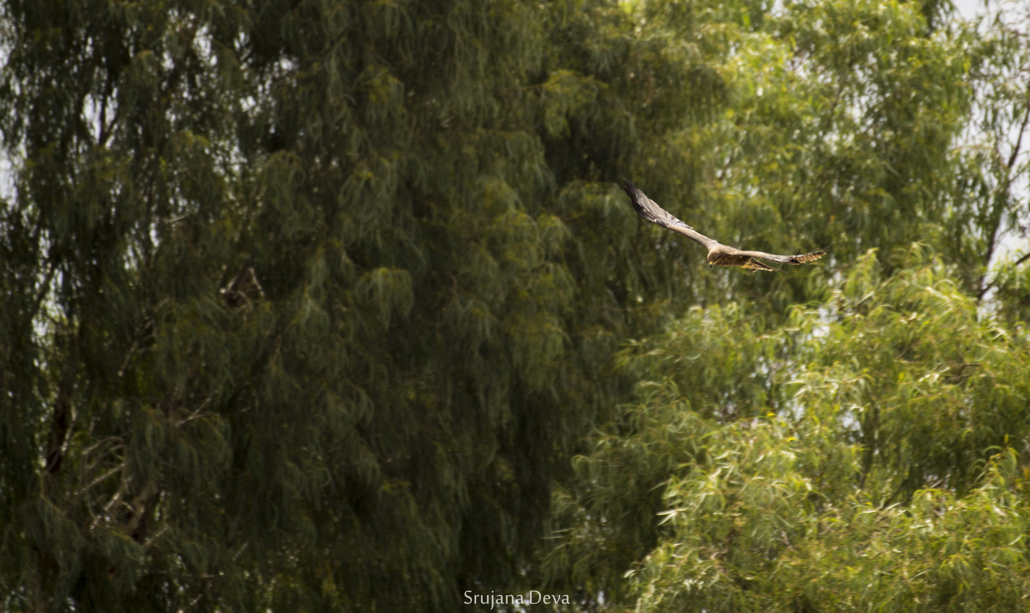 Nikon AF-S Nikkor 200-500mm F5.6E ED VR sample photo. Glider photography