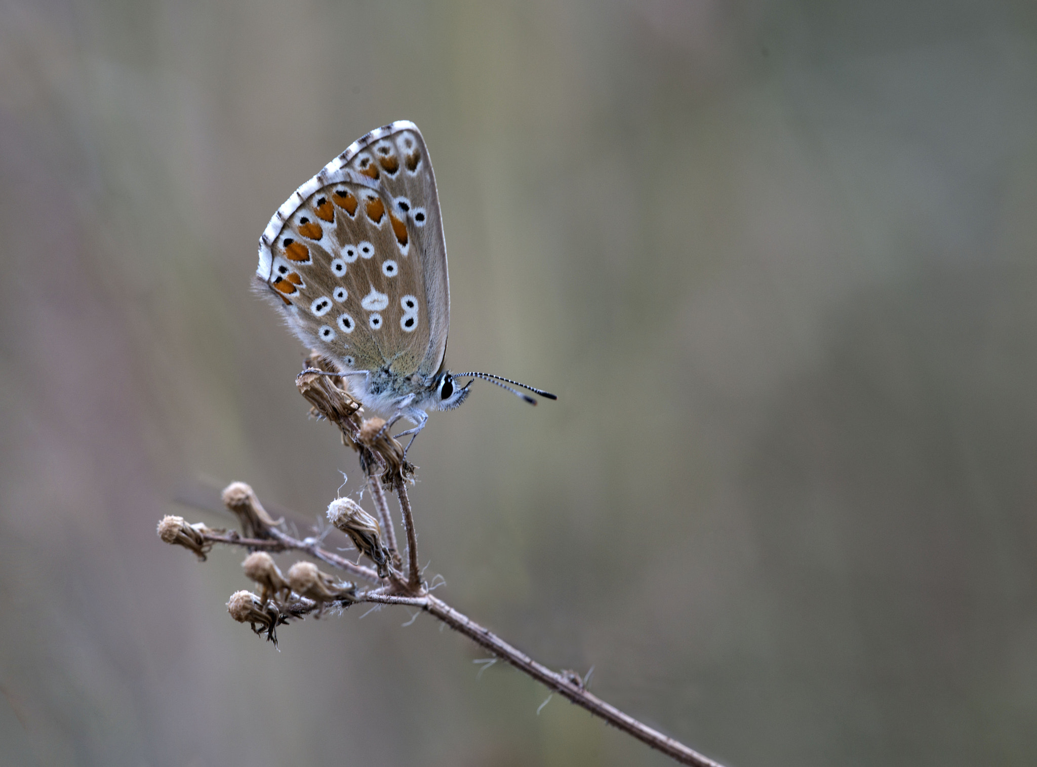 Sigma 150mm F2.8 EX DG Macro HSM sample photo. Nature photography