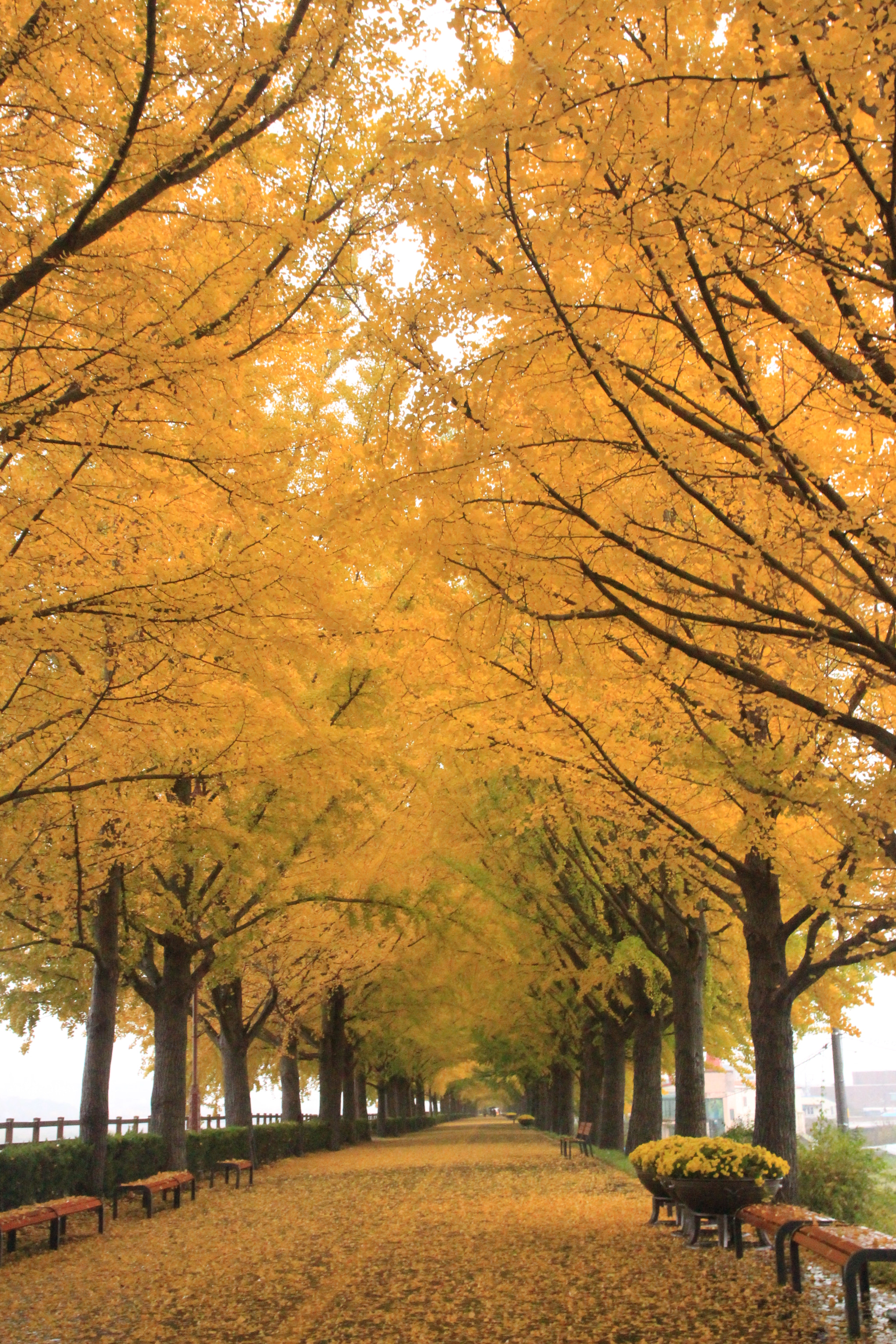 Canon EOS 650D (EOS Rebel T4i / EOS Kiss X6i) sample photo. Dreamy road photography