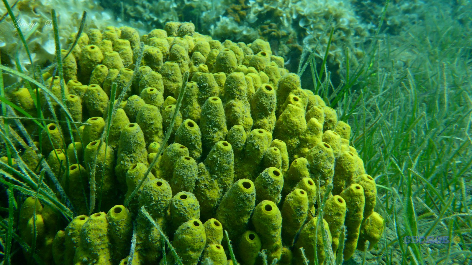 Panasonic Lumix DMC-TS5 (Lumix DMC-FT5) sample photo. Yellow sponge "aplysina aerophoba" sea  is magic* photography