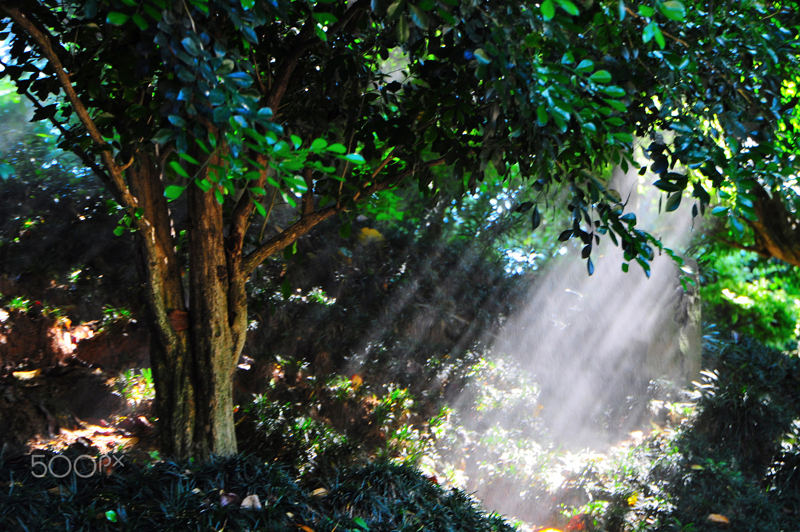 Nikon D5000 sample photo. Light photography