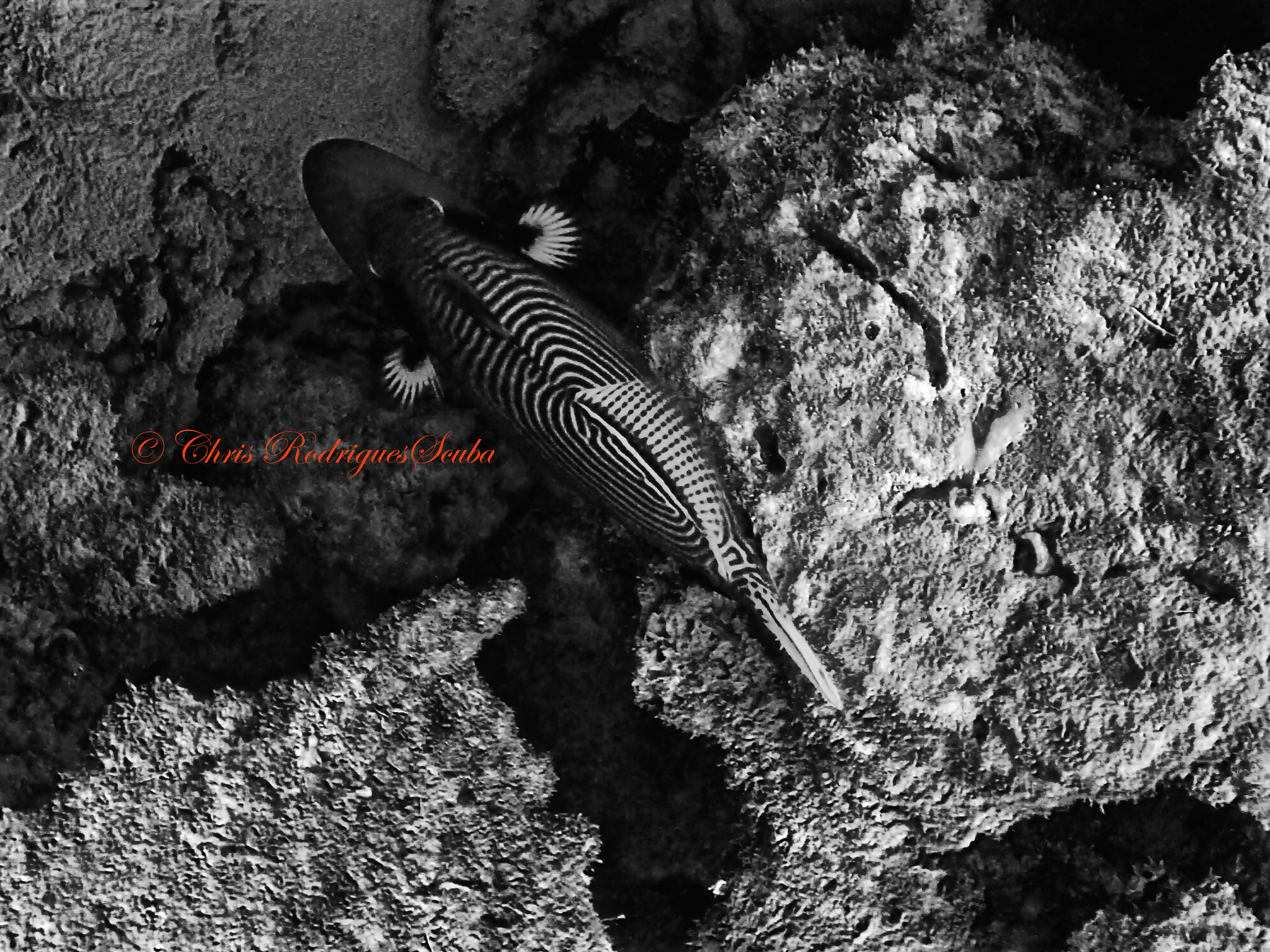 Olympus TG-1 sample photo. Hypnotize! photography