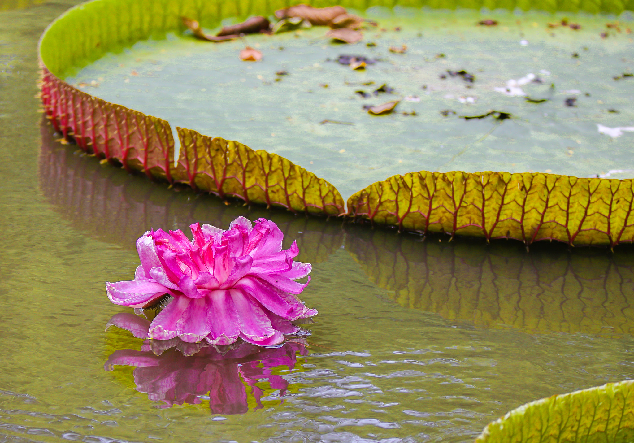 Canon EOS 6D + Canon EF 70-200mm F2.8L IS II USM sample photo. Victoria amazonica (biggest water lily) photography