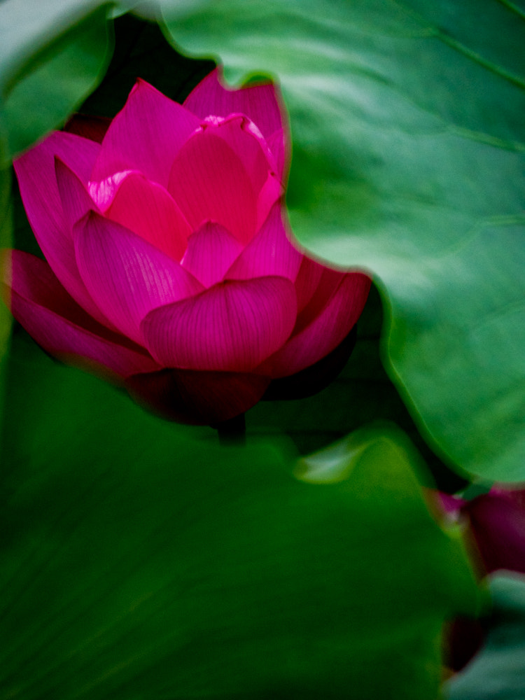 Tokina Reflex 300mm F6.3 MF Macro sample photo