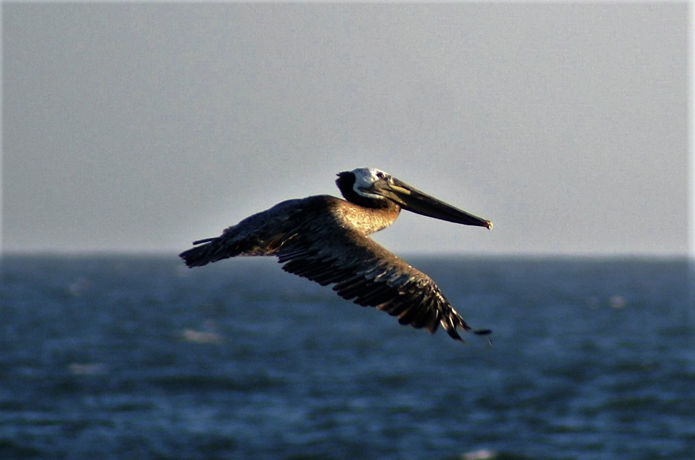 Sony 75-300mm F4.5-5.6 sample photo. Pelican at sunset photography
