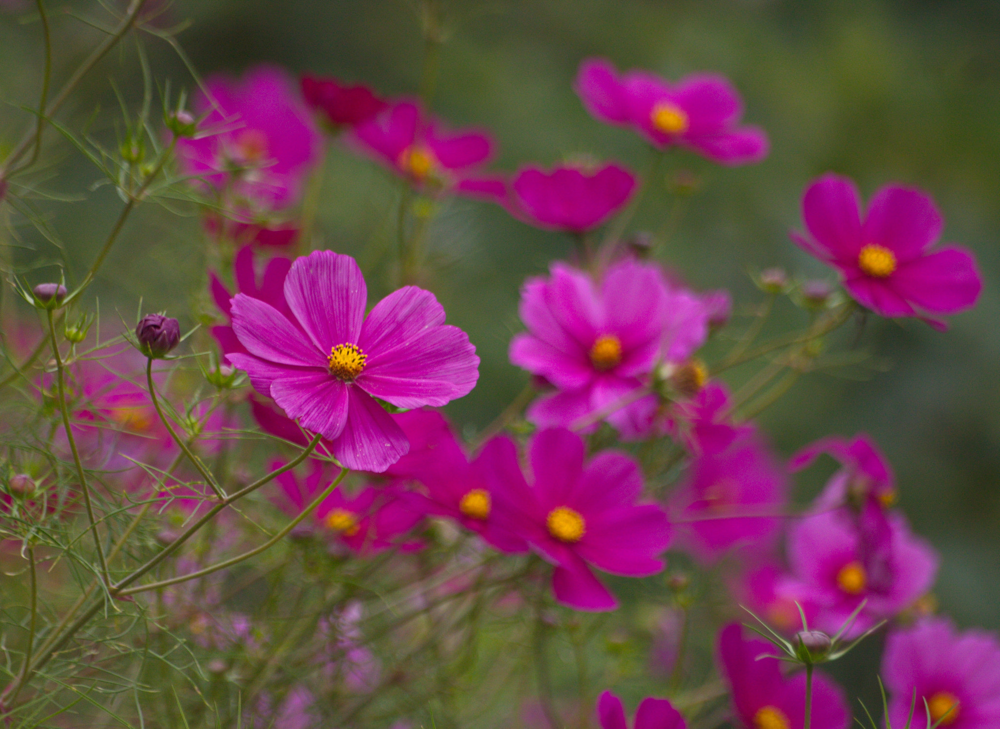 Sigma 70-300mm F4-5.6 APO DG Macro sample photo. Flowers photography