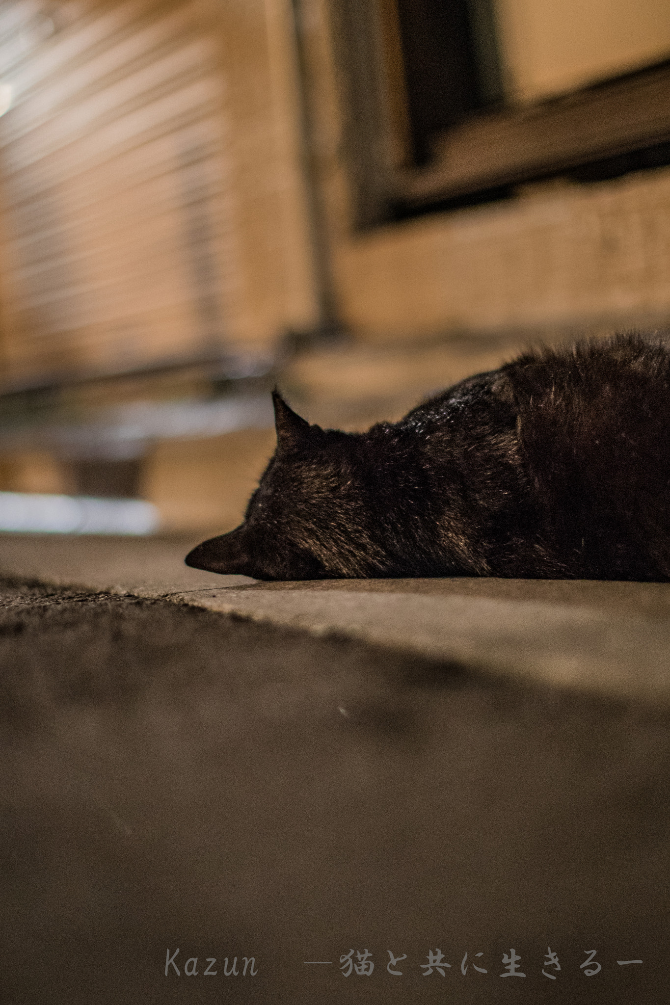 Canon EF 50mm F1.2L USM sample photo. Feel summer photography
