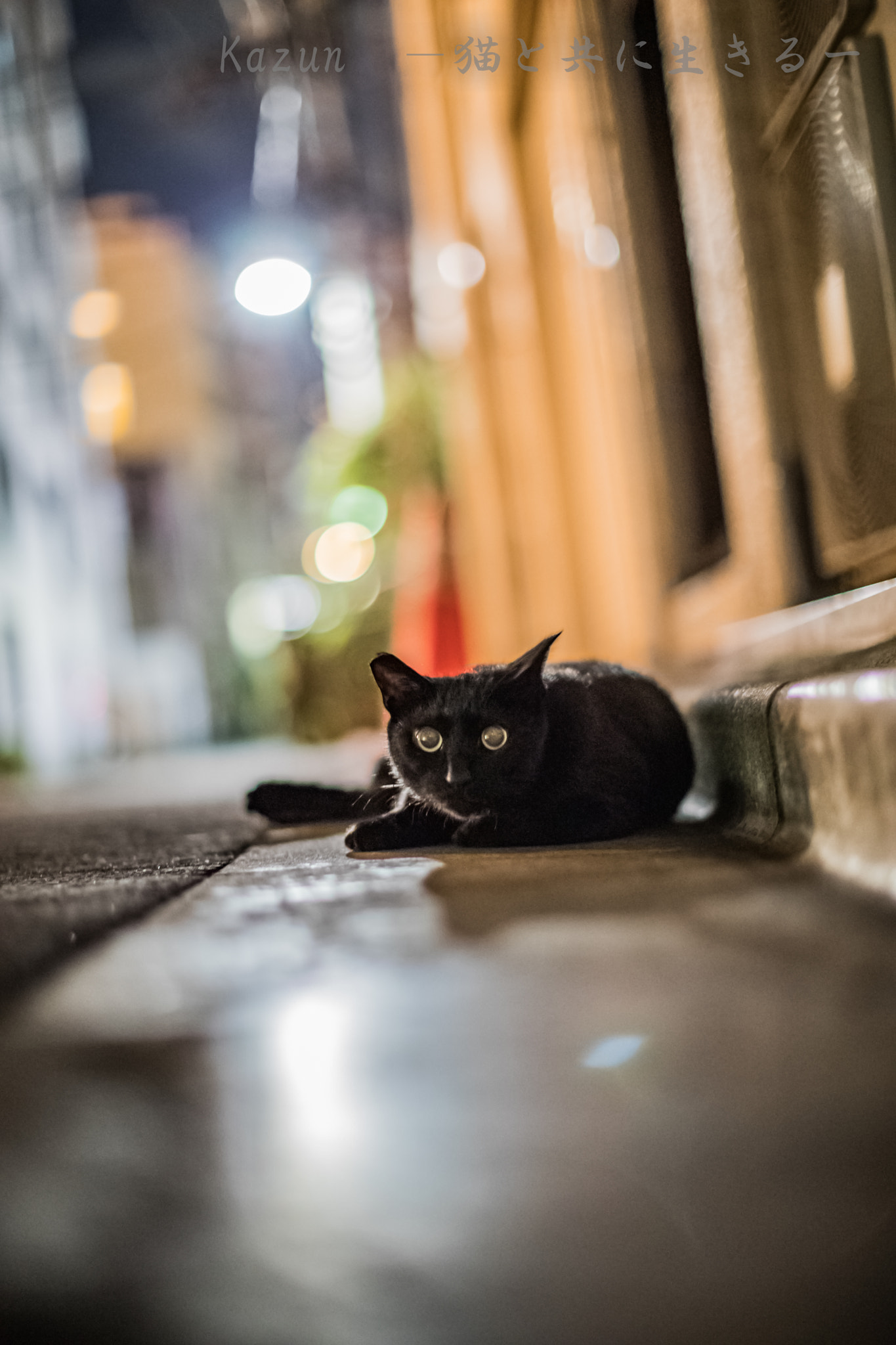 Canon EF 50mm F1.2L USM sample photo. ( Д) ﾟ ﾟ photography