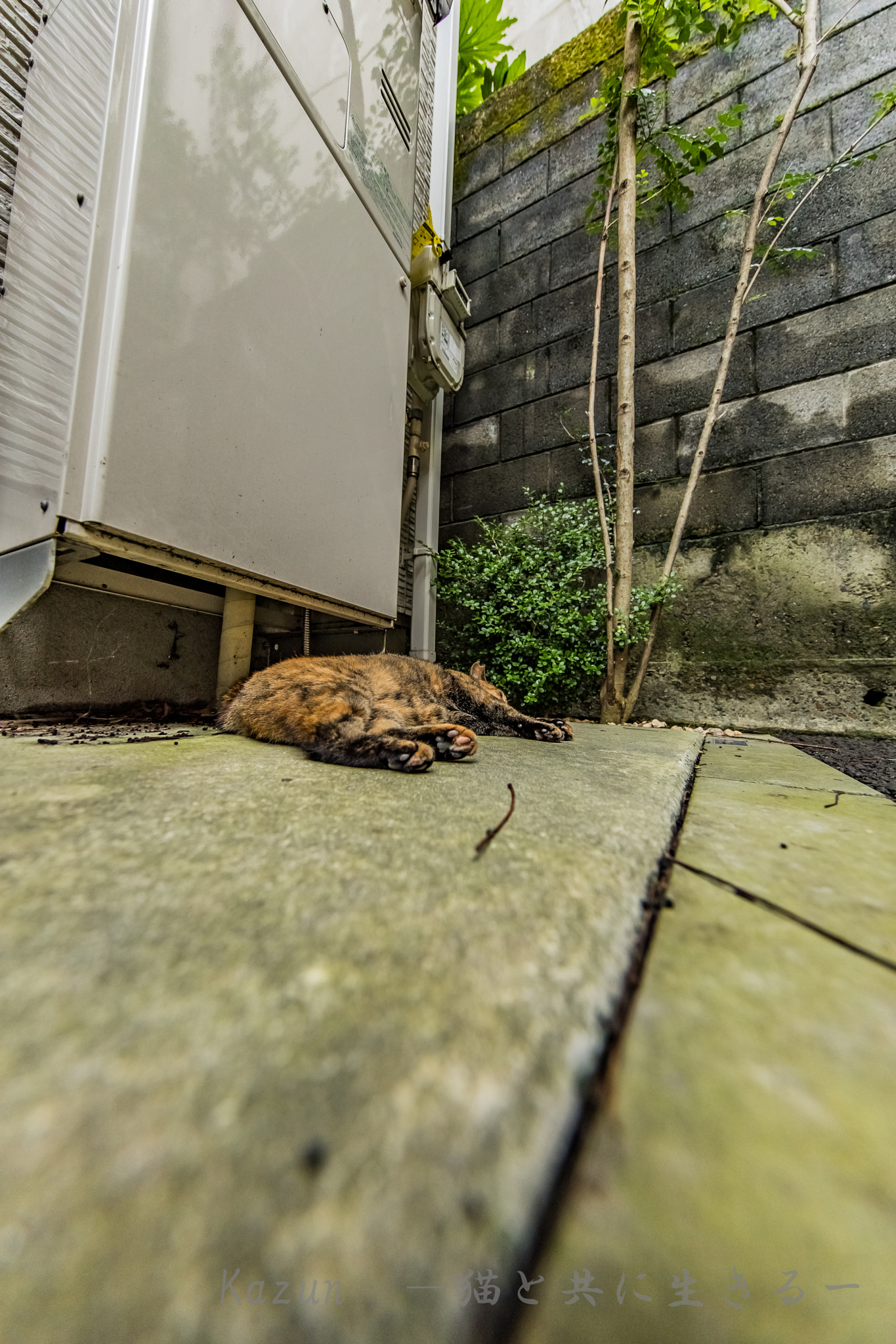 Canon EF 11-24mm F4L USM sample photo. Sleeping　time photography